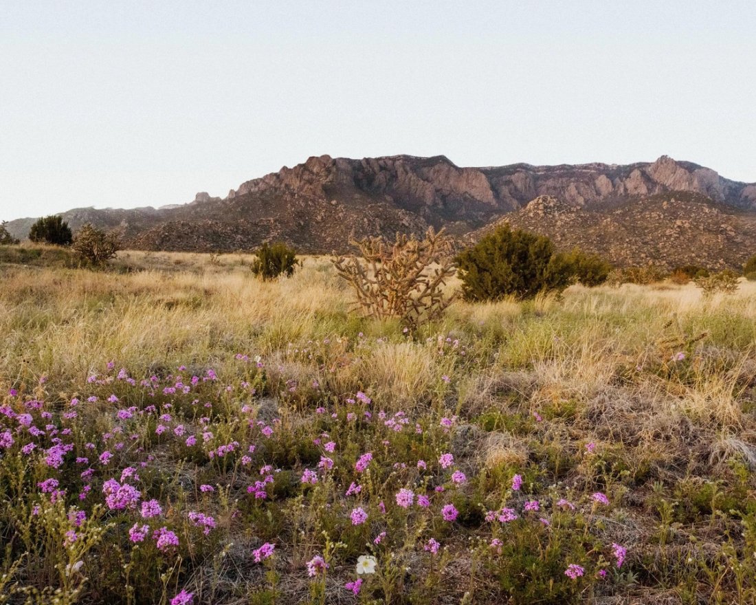 New Mexico desert landscape with purple wildflowers and a cholla cactus in front of rugged mountains.