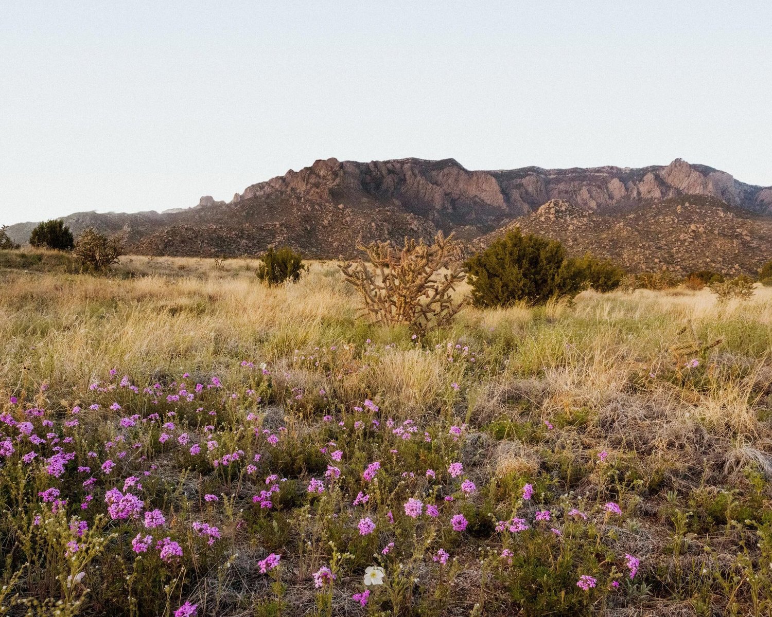 New Mexico desert landscape with purple wildflowers and a cholla cactus in front of rugged mountains.