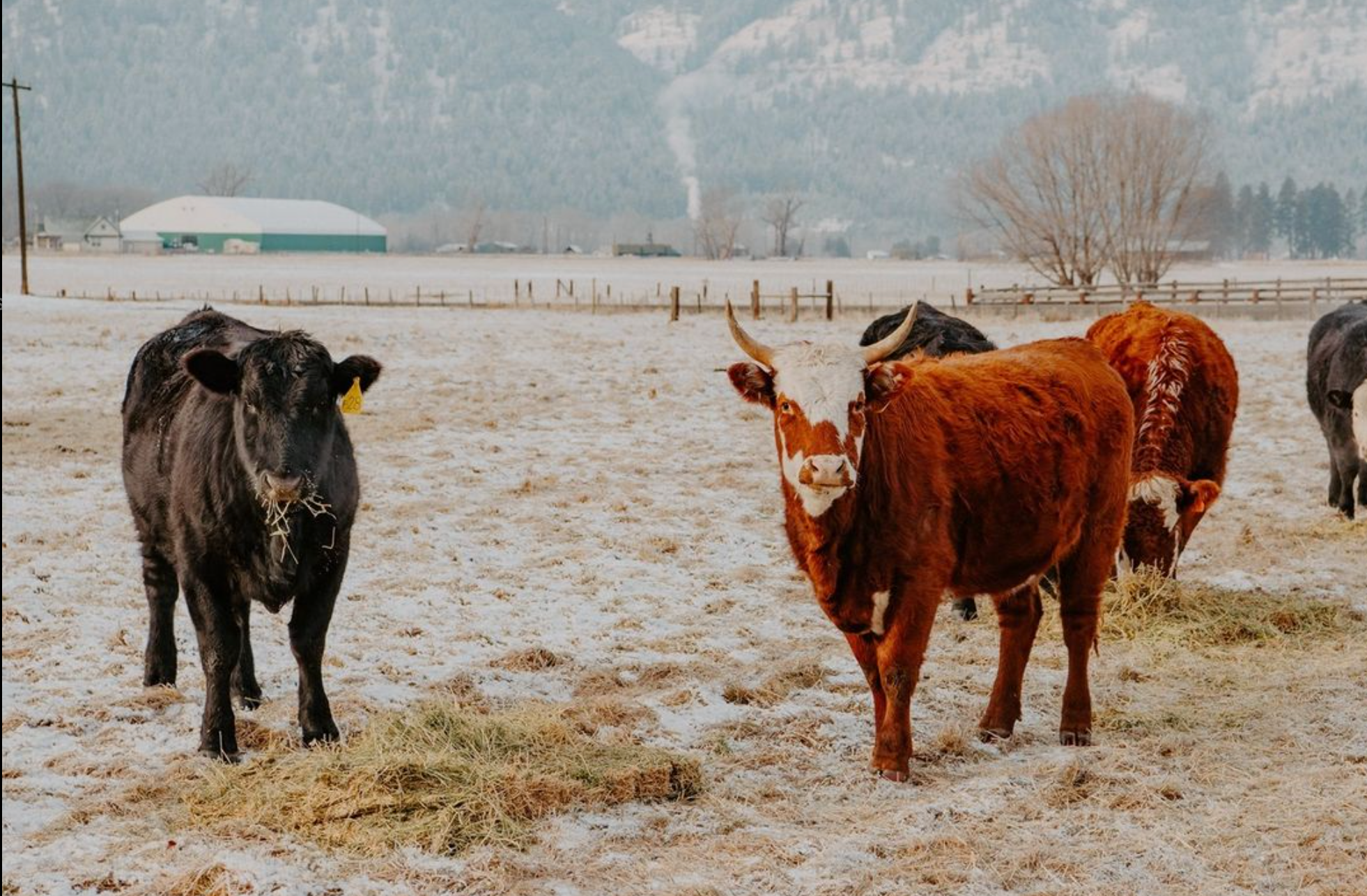 Establishing a Cultural Foothold for Grassfed's Movement