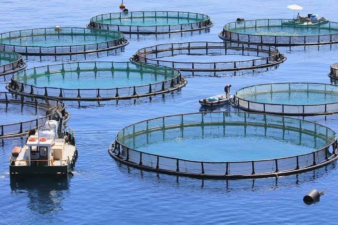 Akuakultur di laut lepas