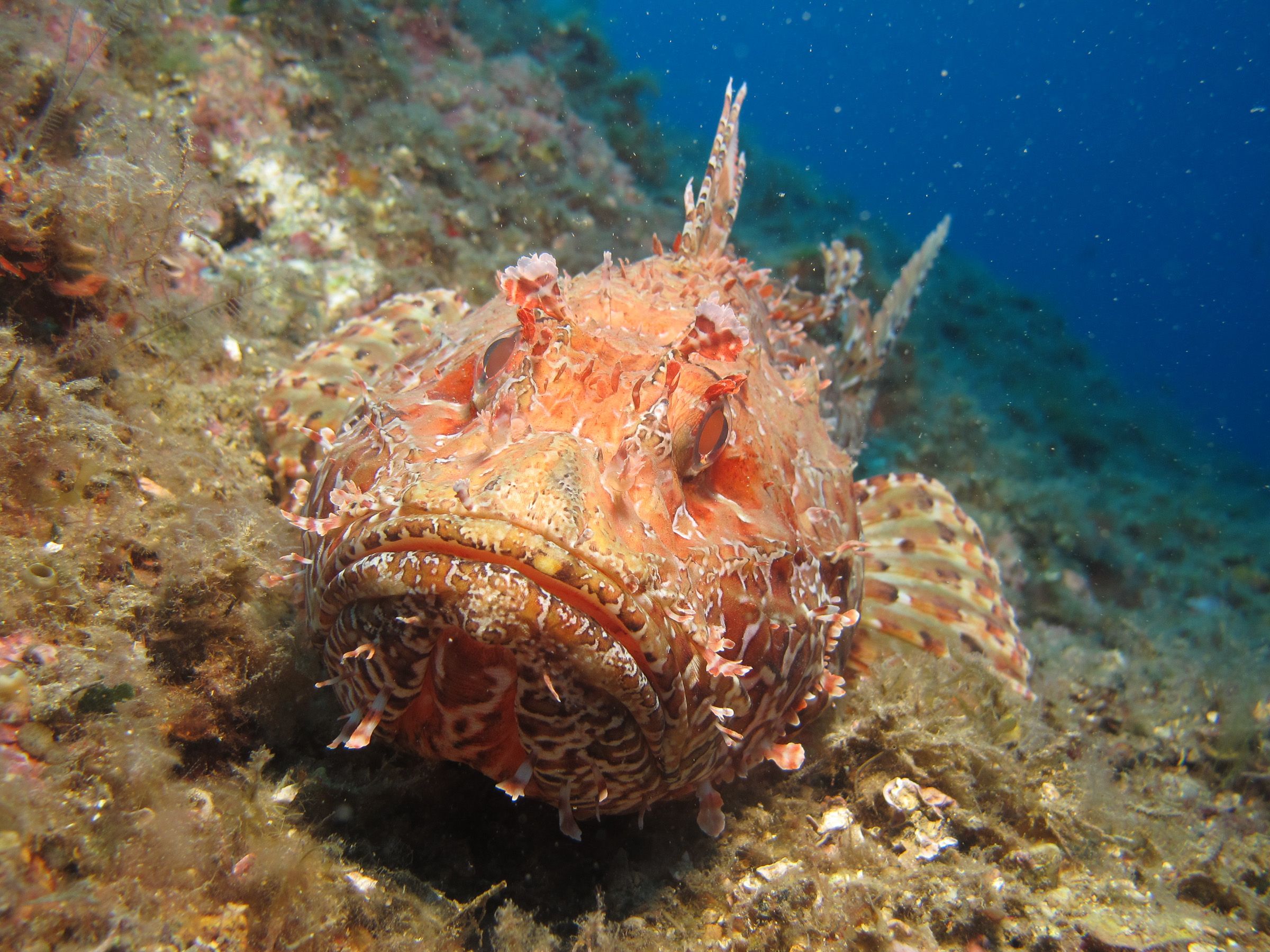 Scuba Diving