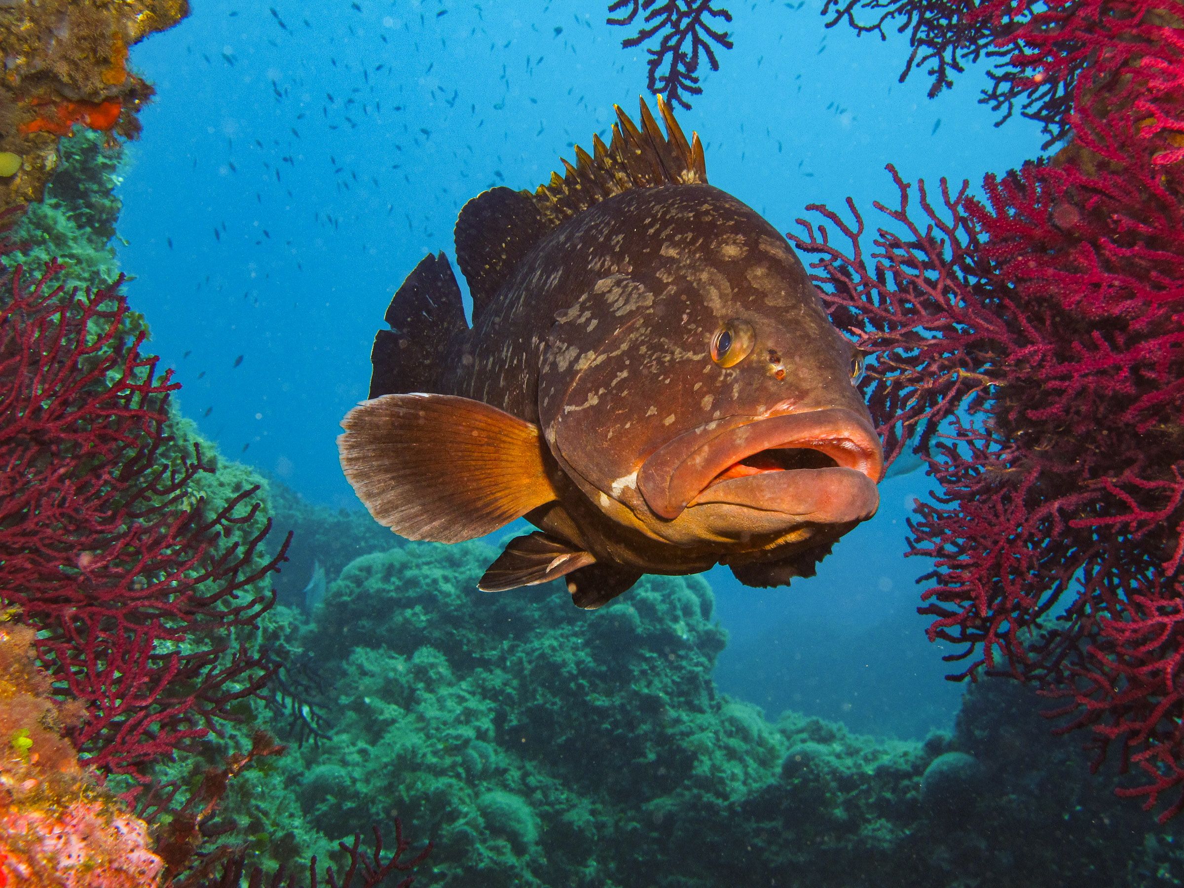 Scuba Diving