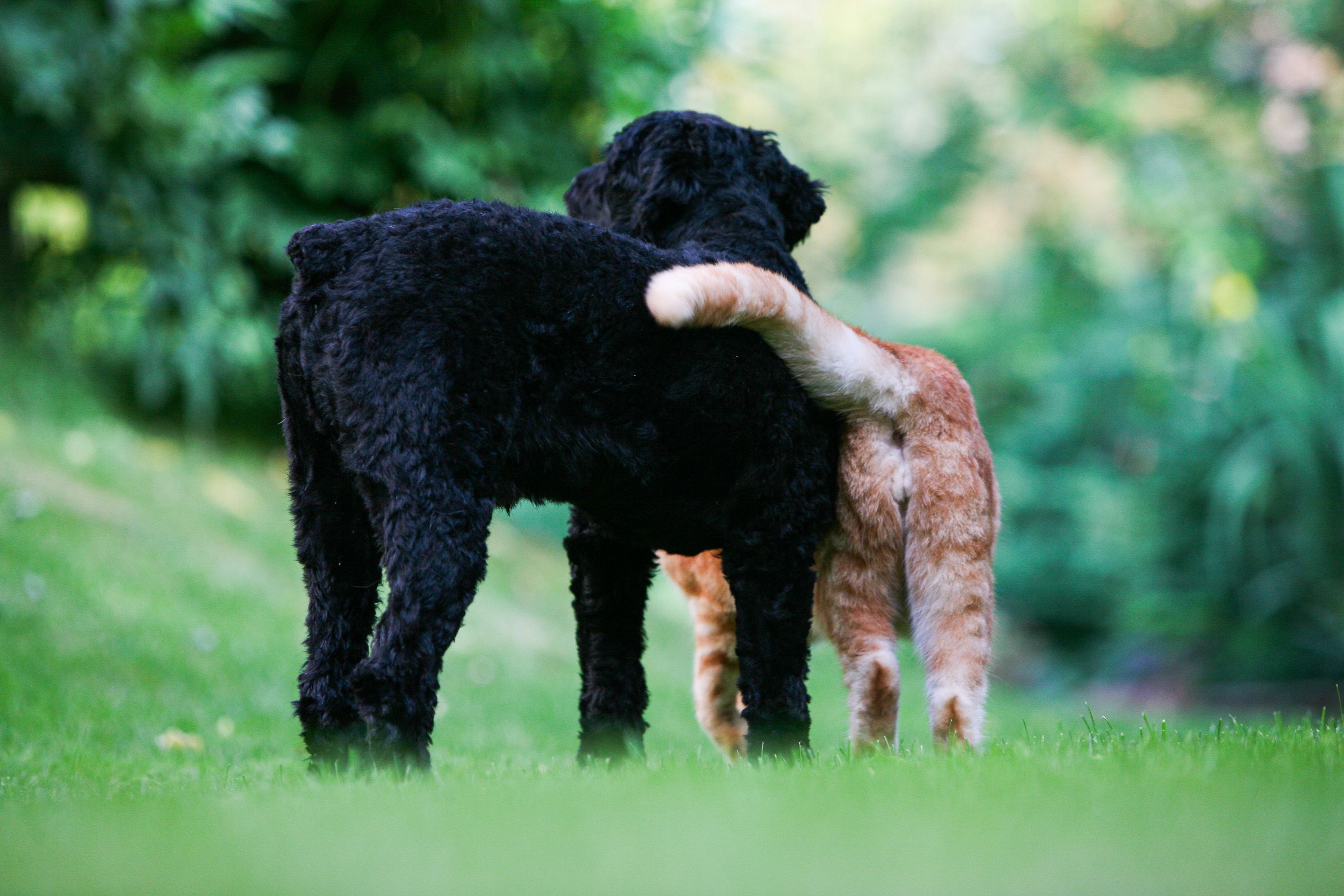 Animals