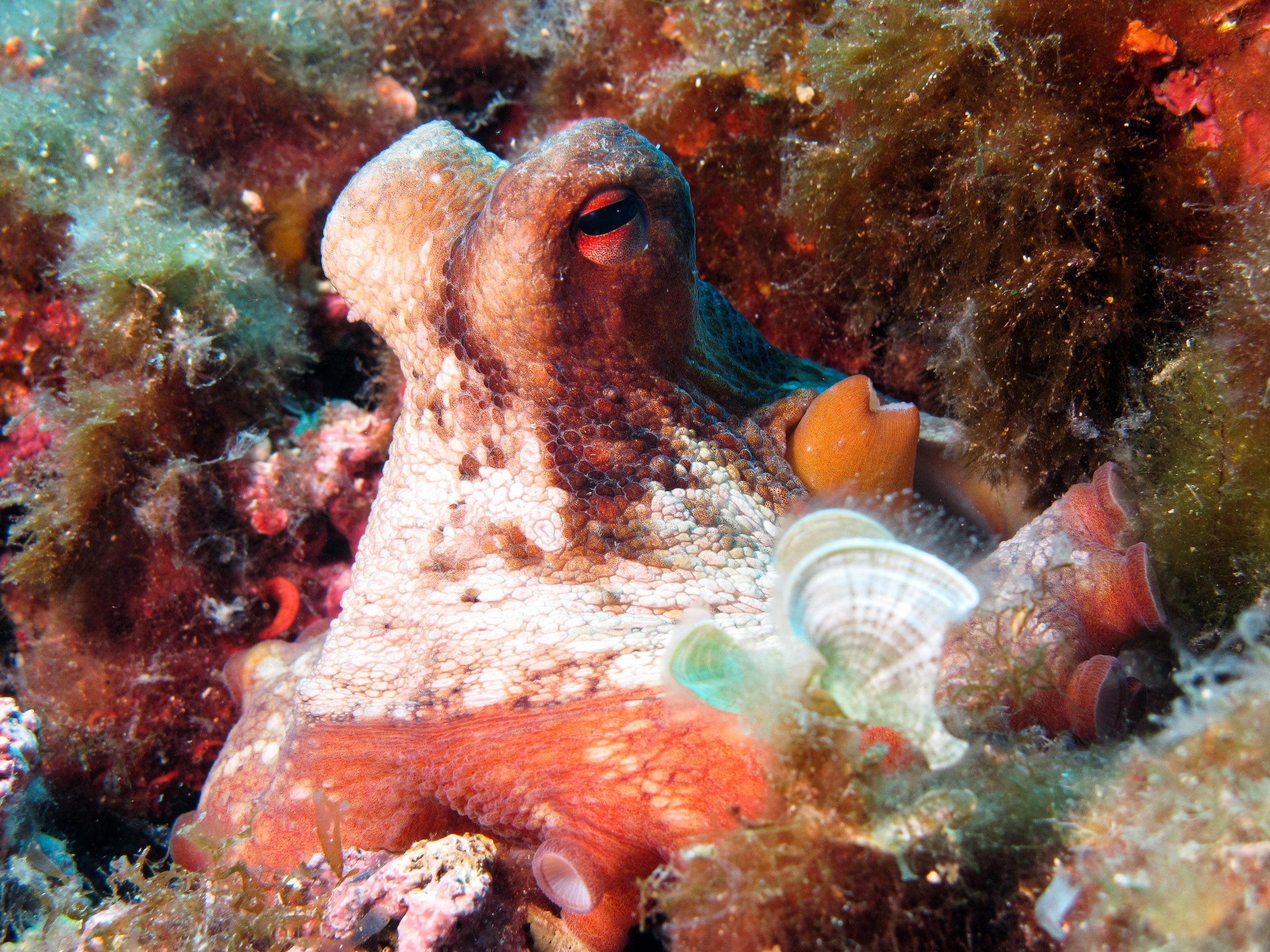 Scuba Diving