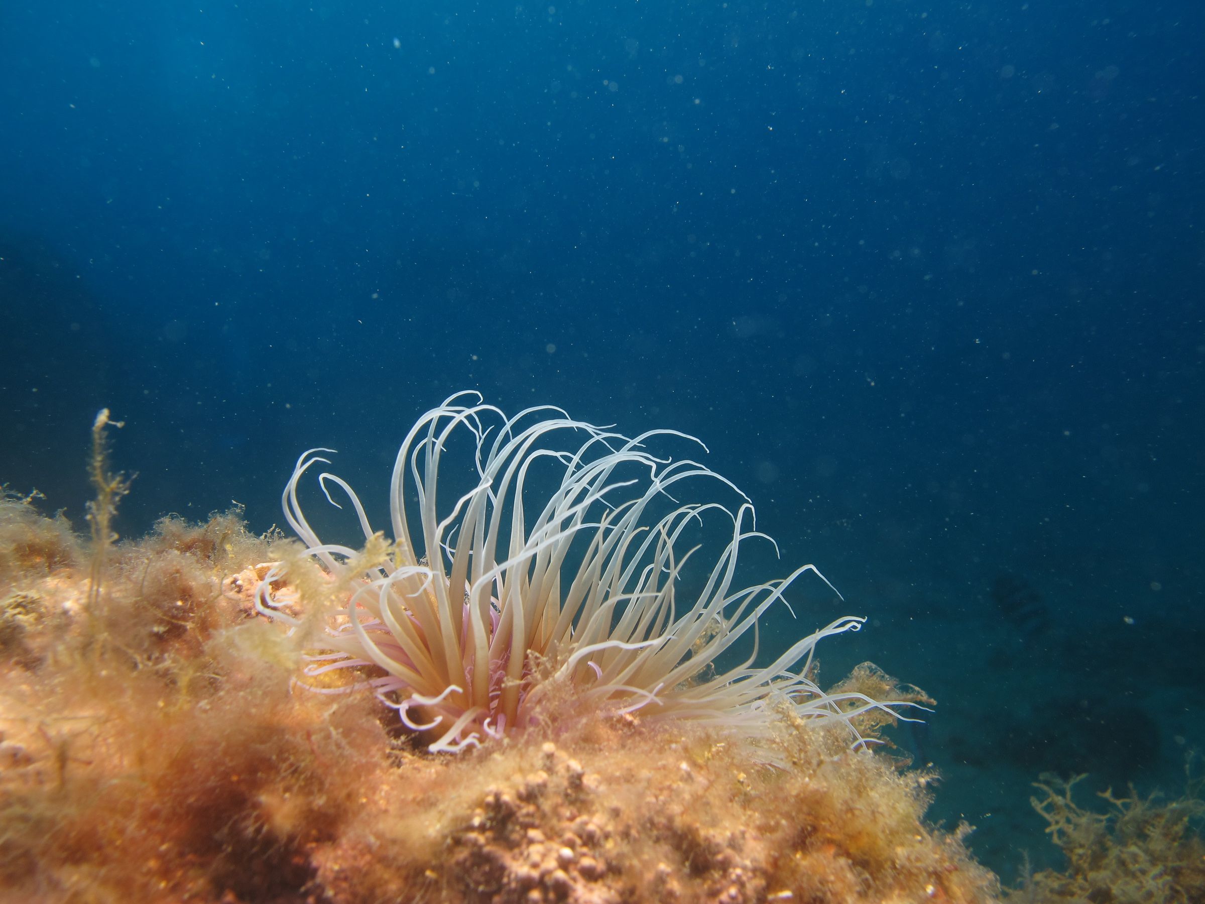 Scuba Diving