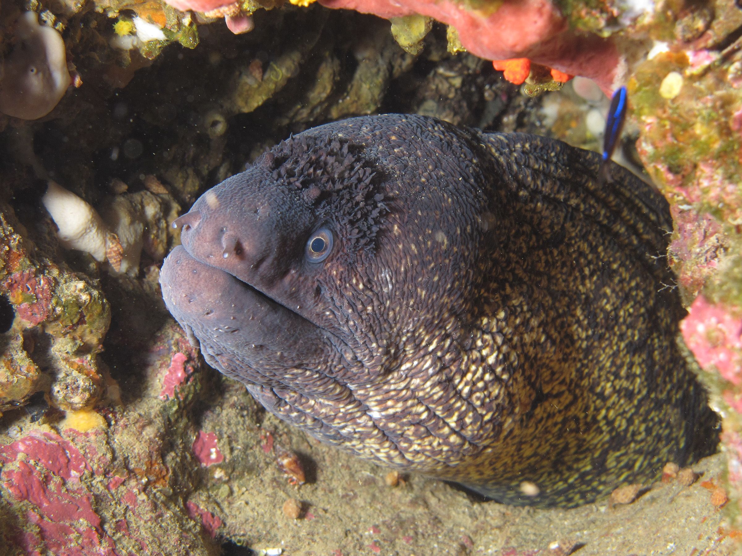 Scuba Diving