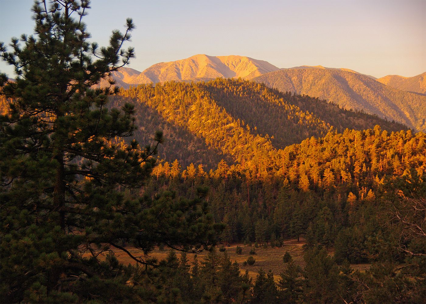 Forested mountains in San Bernardino, CA