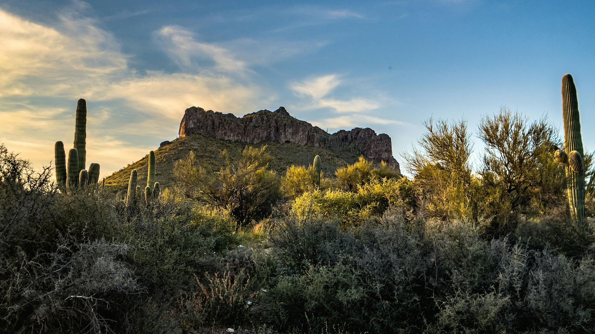 Desert Lanscape in Gilbert, AZ