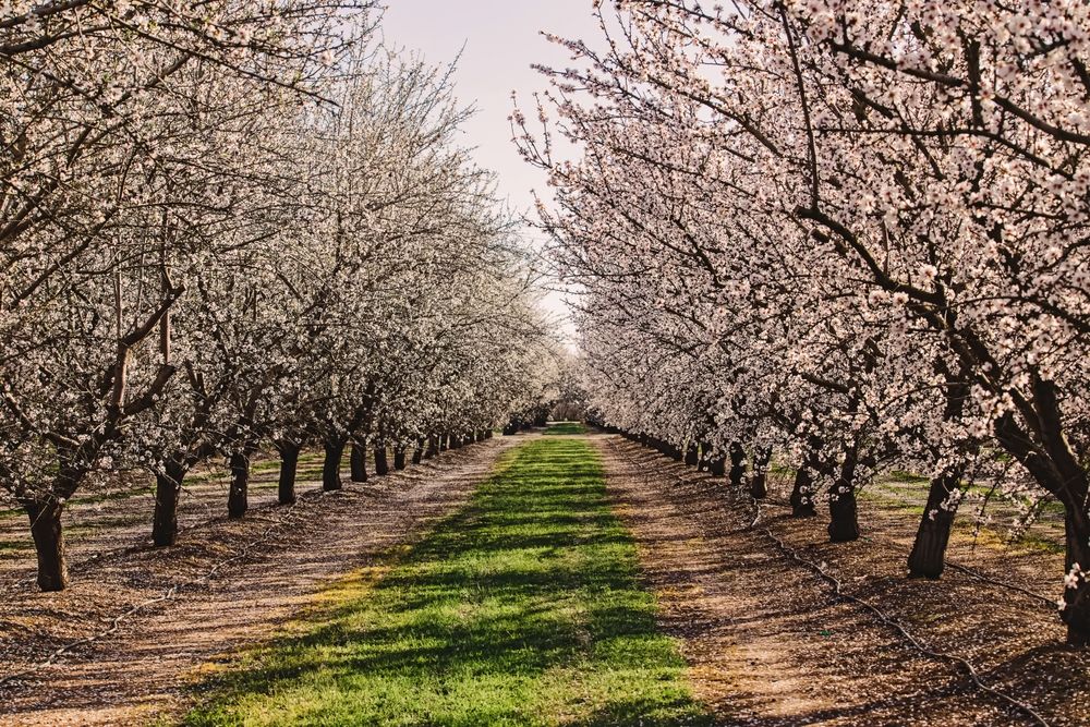 Almond fields in Modesto, CA