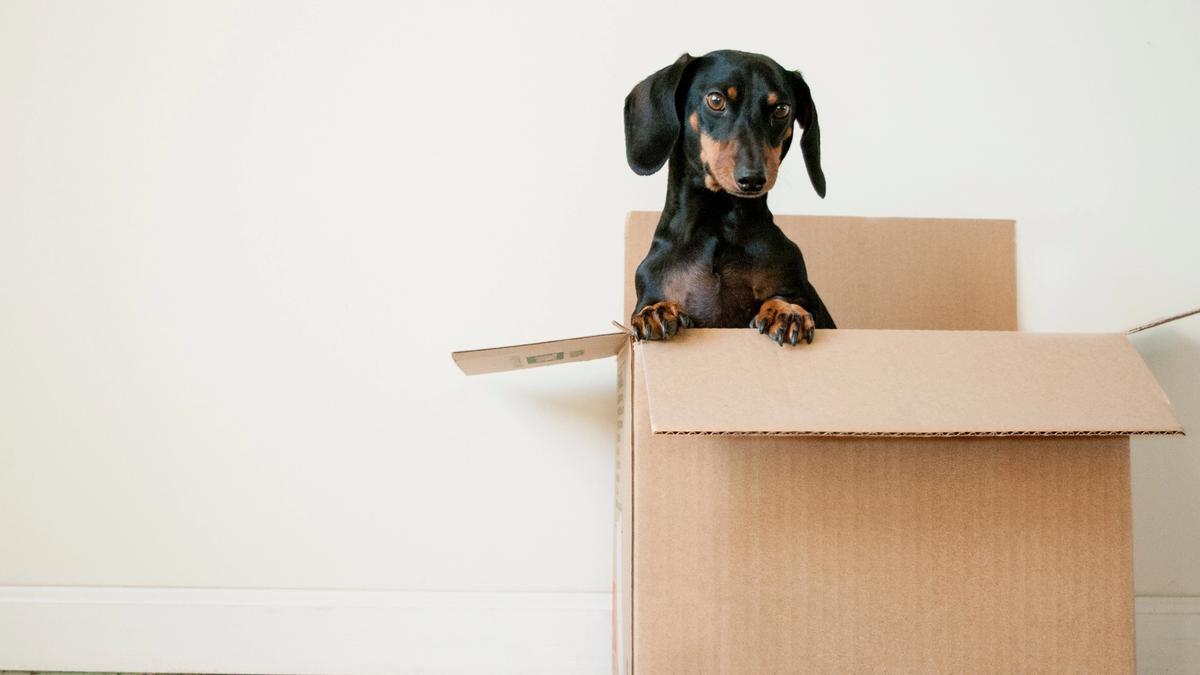 Picture of a dog in a moving box