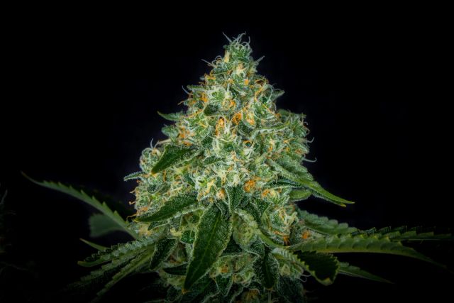 Star 91 flowering cannabis, as labeled by the cited photo source