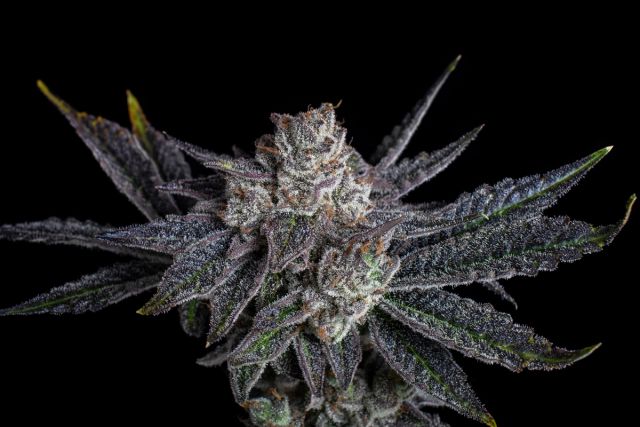 Berry Citrus Slurricane flowering cannabis, as labeled by the cited photo source