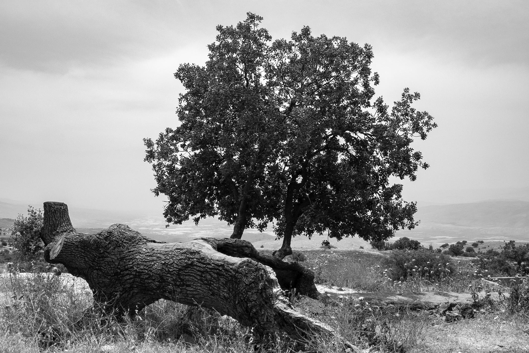 Olive Tree