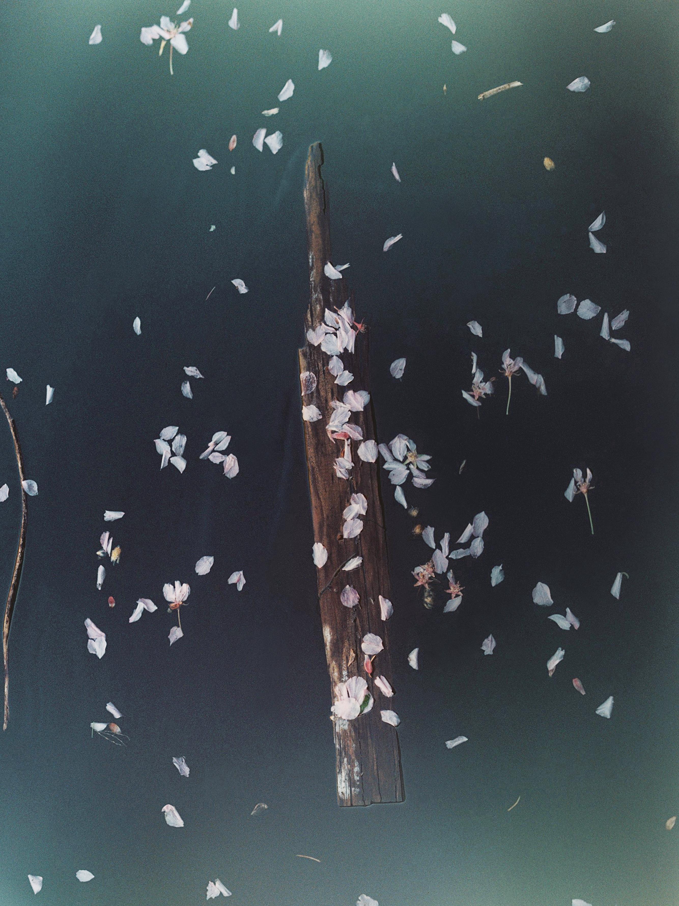 Driftwood