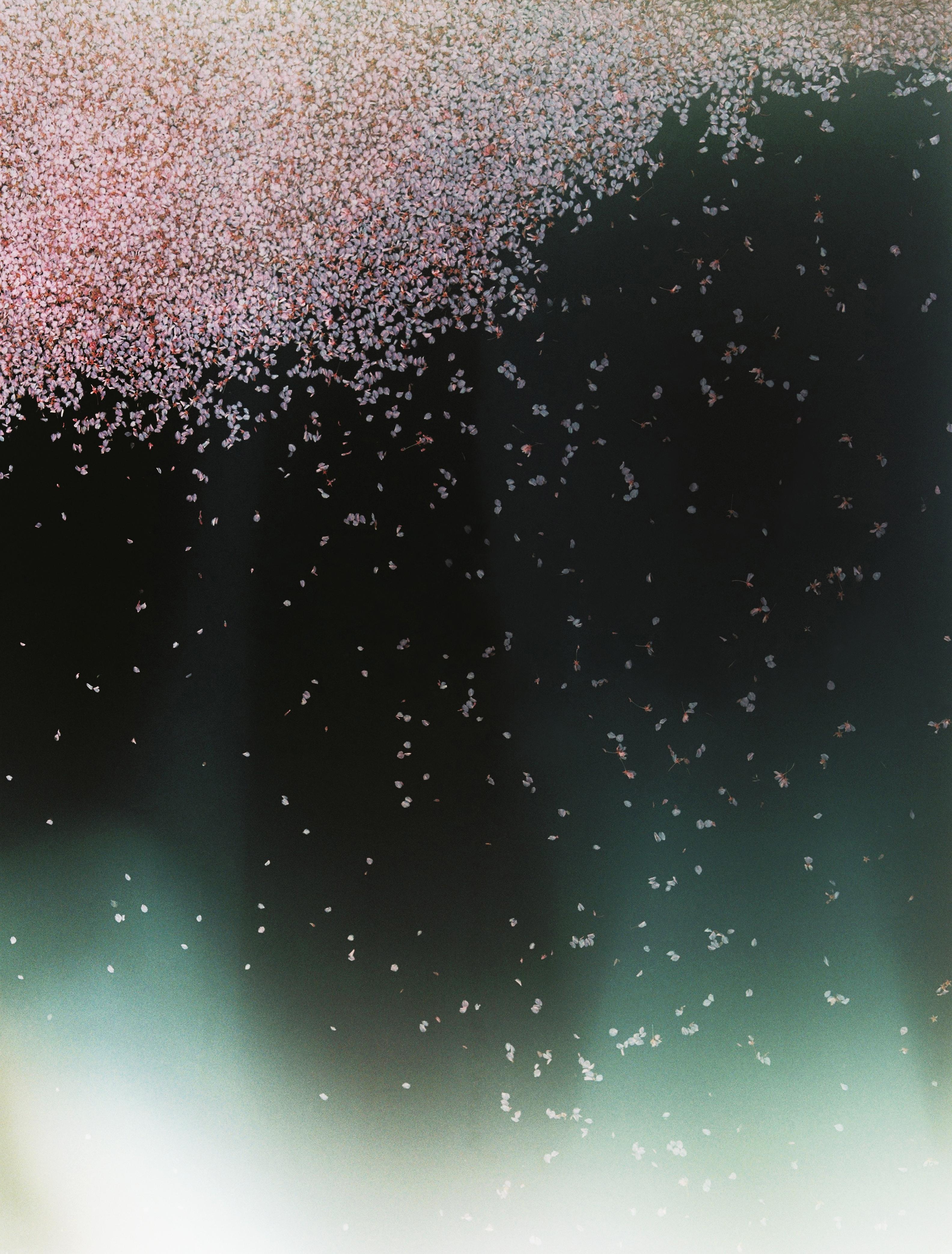 Fallen cherry blossoms