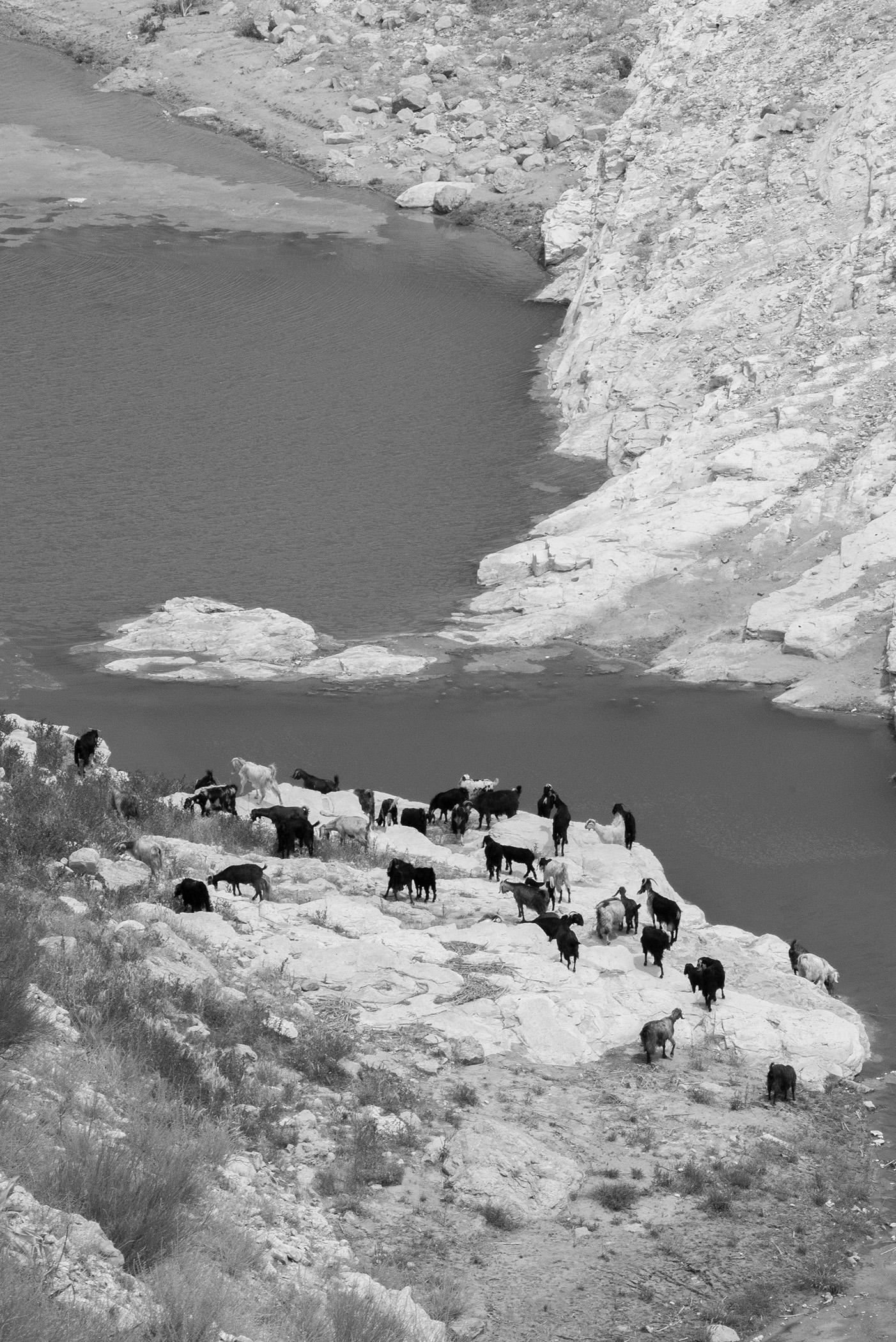 Sheep Herd