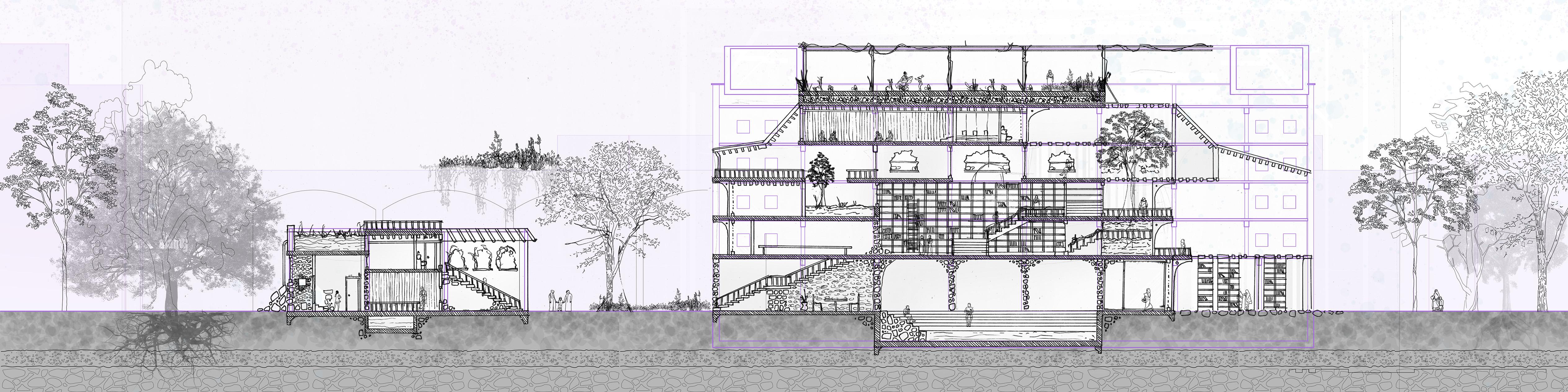 Longitudinal Section