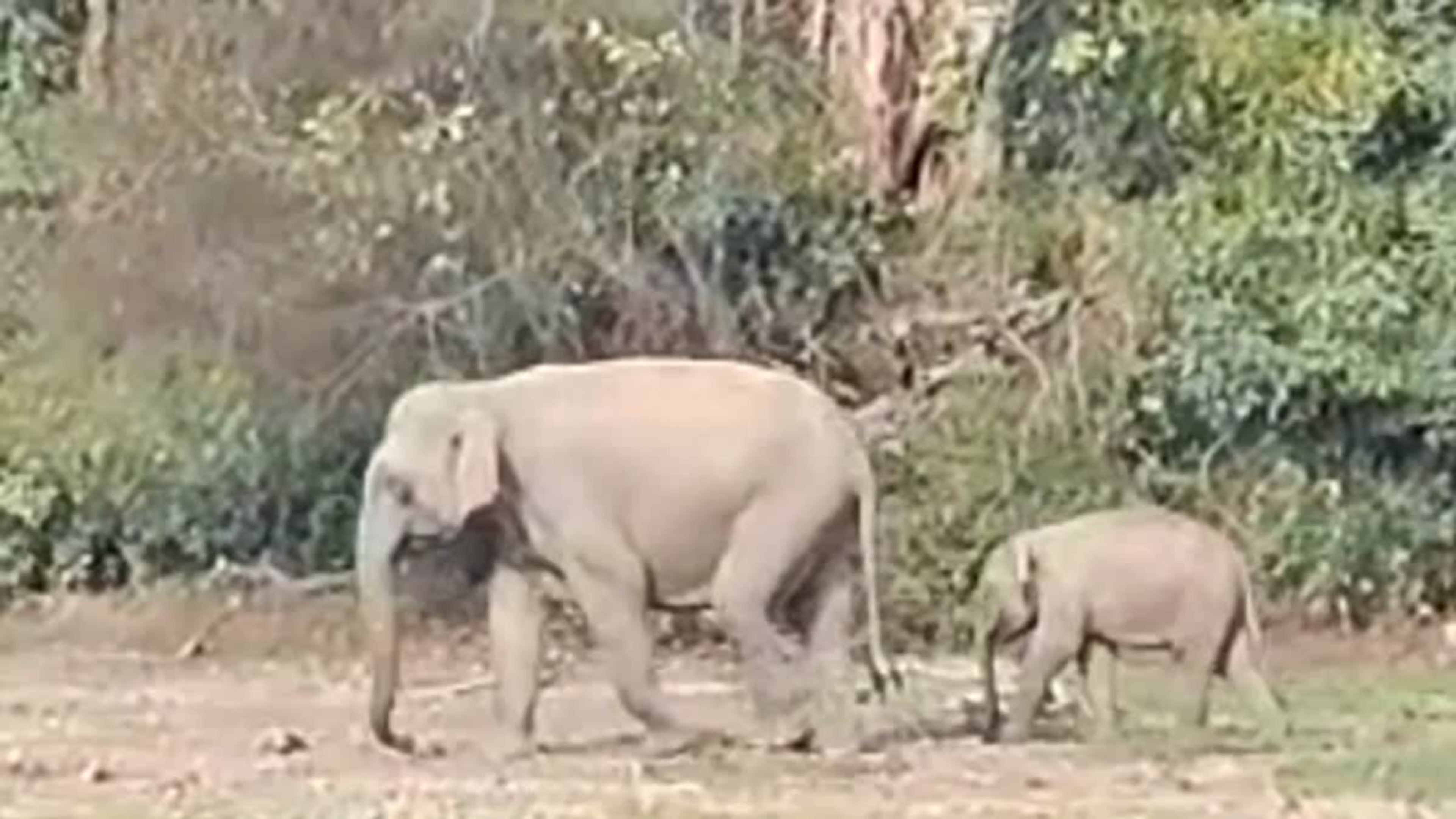 कॉर्बेट में झुंड से बिछड़े घायल हाथी के बच्चे का सफल रेस्क्यू: वन विभाग ने इलाज के बाद मां से मिलाया, झुंड के साथ जंगल में लौटा मासूम