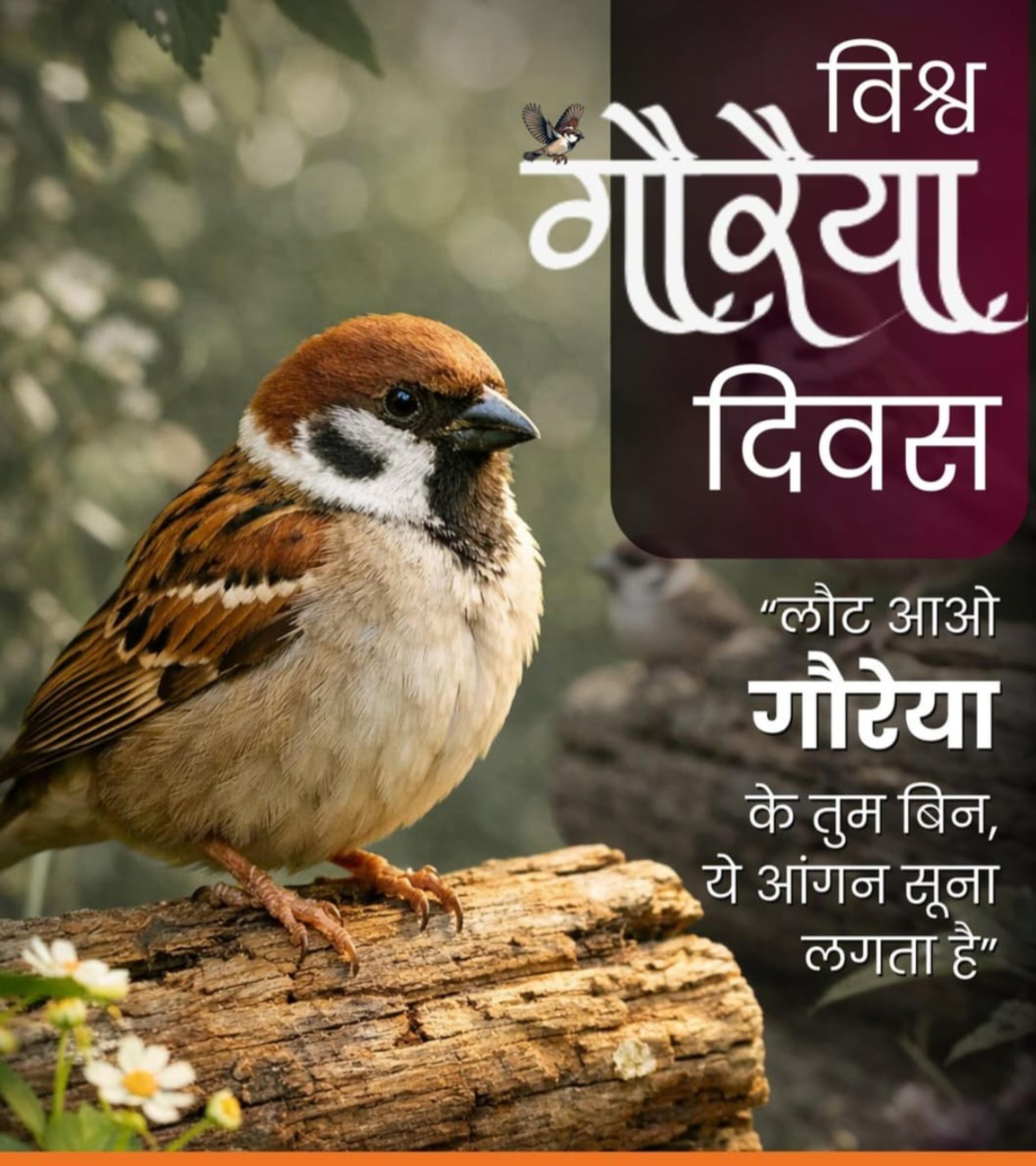 कंक्रीट के जंगलों में गुम होती एक 'चीं-चीं'