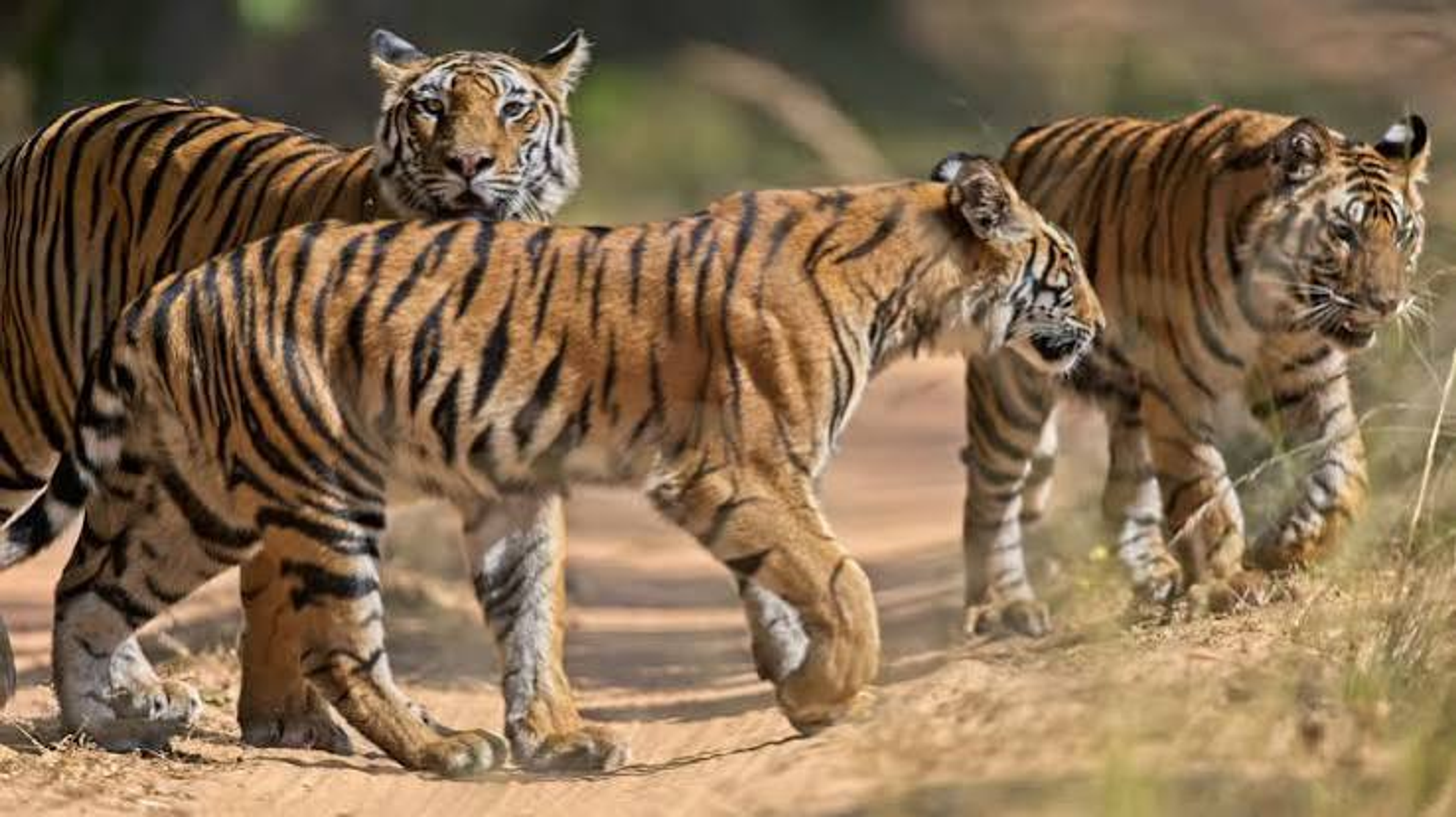 देश में पहली बार बाघों की गणना में MSTrIPES ऐप का इस्तेमाल: घने जंगलों में बिना इंटरनेट के करेगा काम; फर्जी गश्त पर भी लगेगी रोक