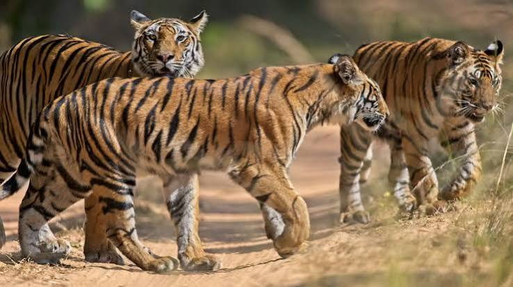 देश में पहली बार बाघों की गणना में MSTrIPES ऐप का इस्तेमाल: घने जंगलों में बिना इंटरनेट के करेगा काम; फर्जी गश्त पर भी लगेगी रोक
