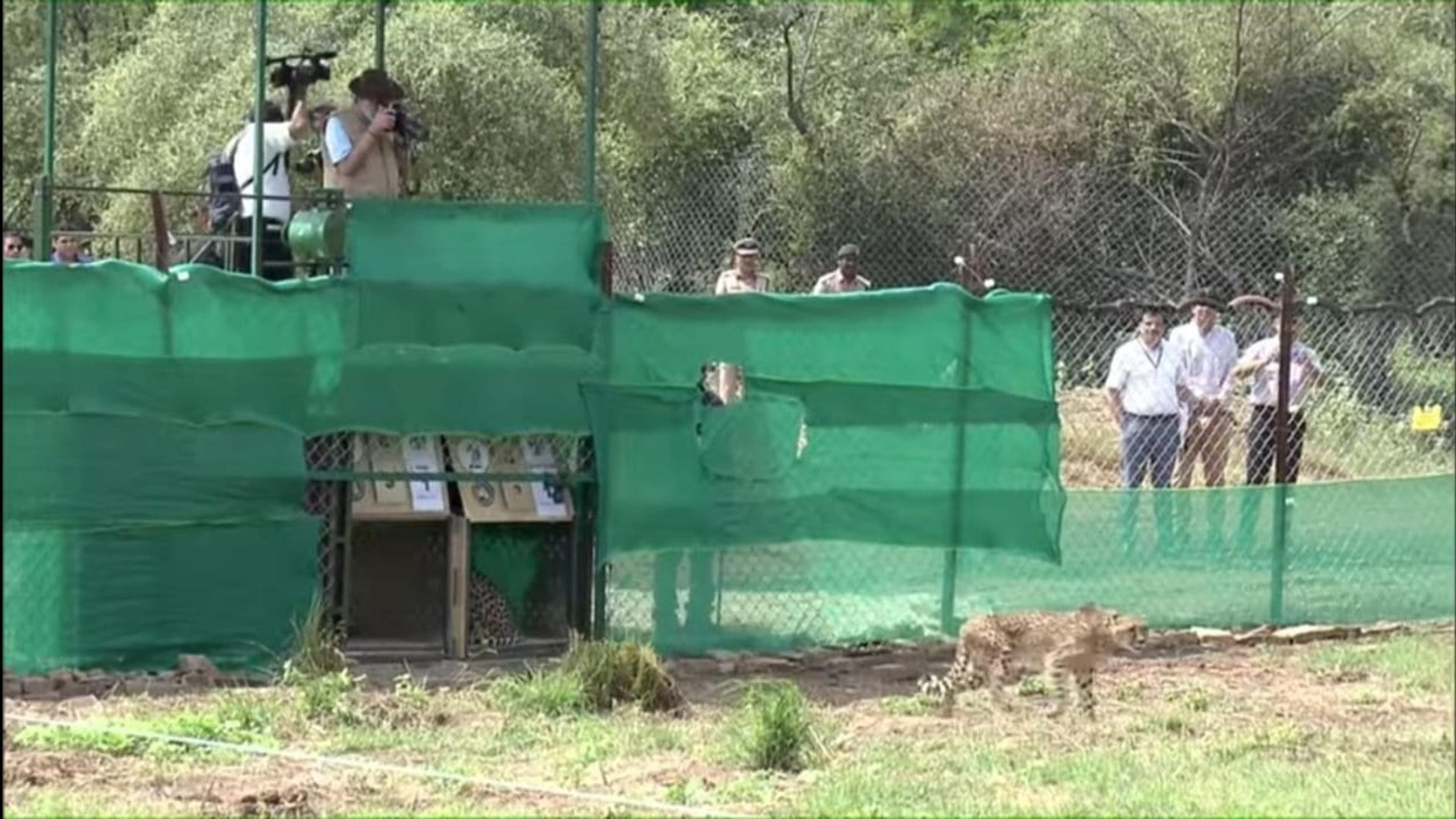 कूनो में मादा चीता ने दिया चार शावकों को जन्म, परियोजना के चार साल पूरे होने के अगले ही दिन खुशखबरी