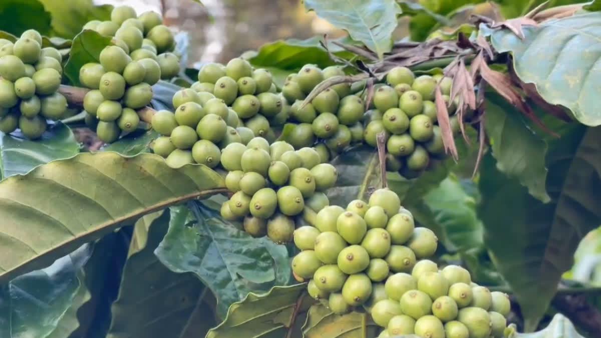 वायनाड के कॉफी बागानों को मिलेगी नई संजीवनी: कॉफी बोर्ड ने तैयार किया ₹2,500 करोड़ का मेगा प्लान