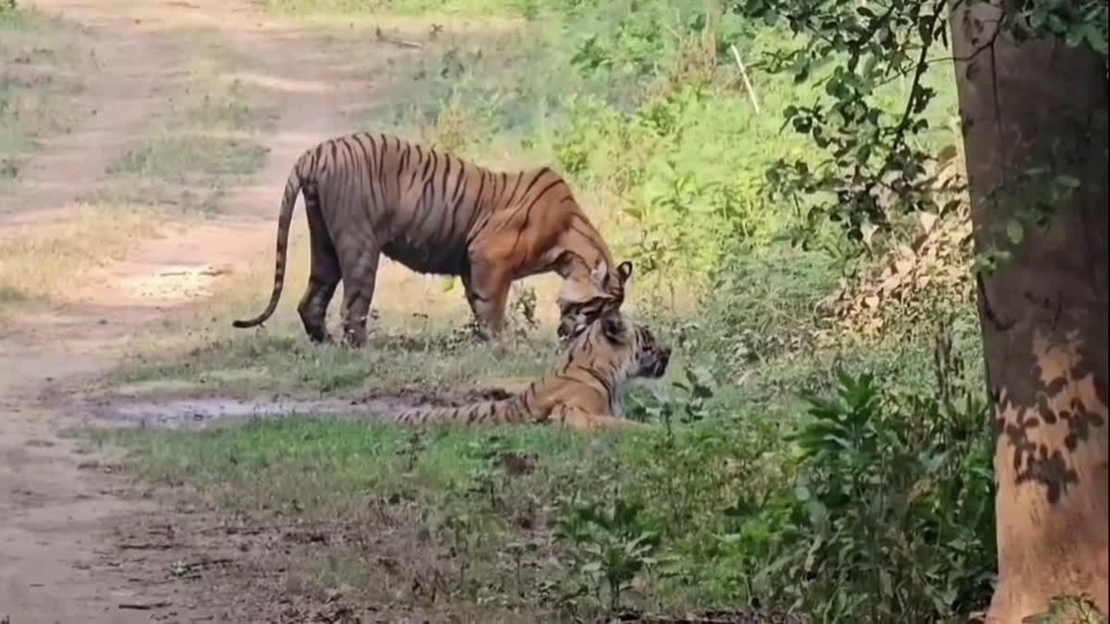 कॉर्बेट से राजाजी टाइगर रिजर्व भेजे जाएंगे 5 बाघ, NTCA से मिली हरी झंडी
