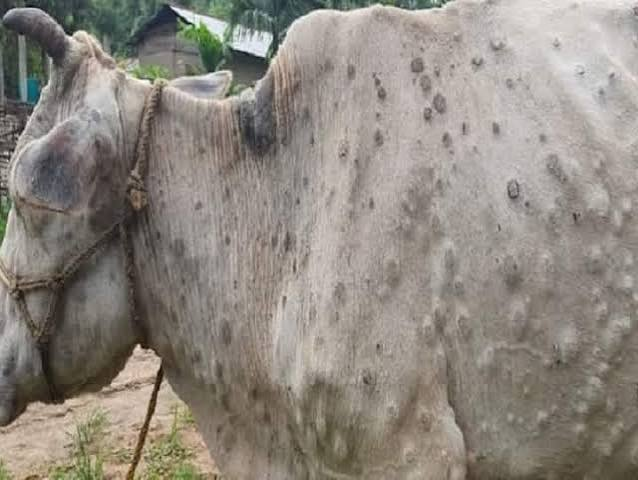 लंपी वायरस की आहट से सरकार अलर्ट: पशुओं के अंतर्राज्यीय परिवहन और प्रदर्शनियों पर एक महीने की रोक, टीकाकरण तेज