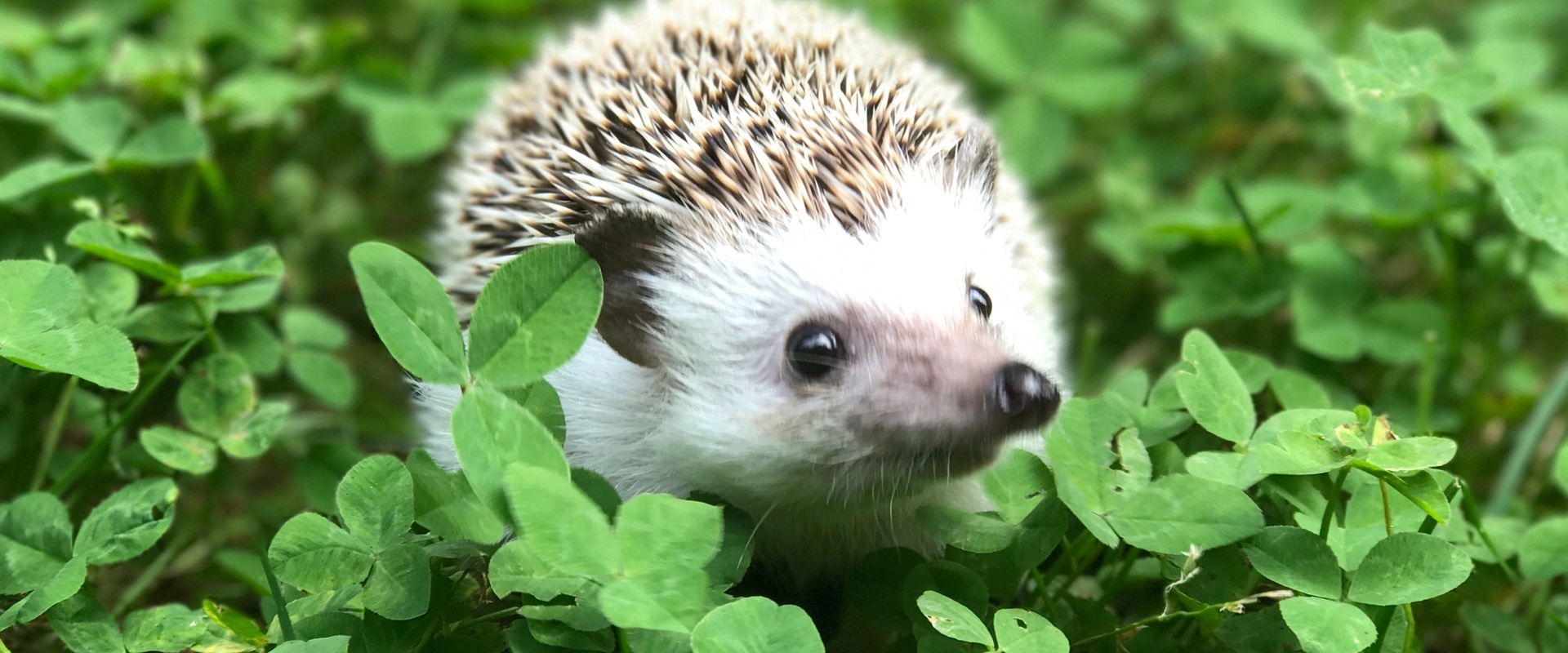A hedgehog in a field of clovers