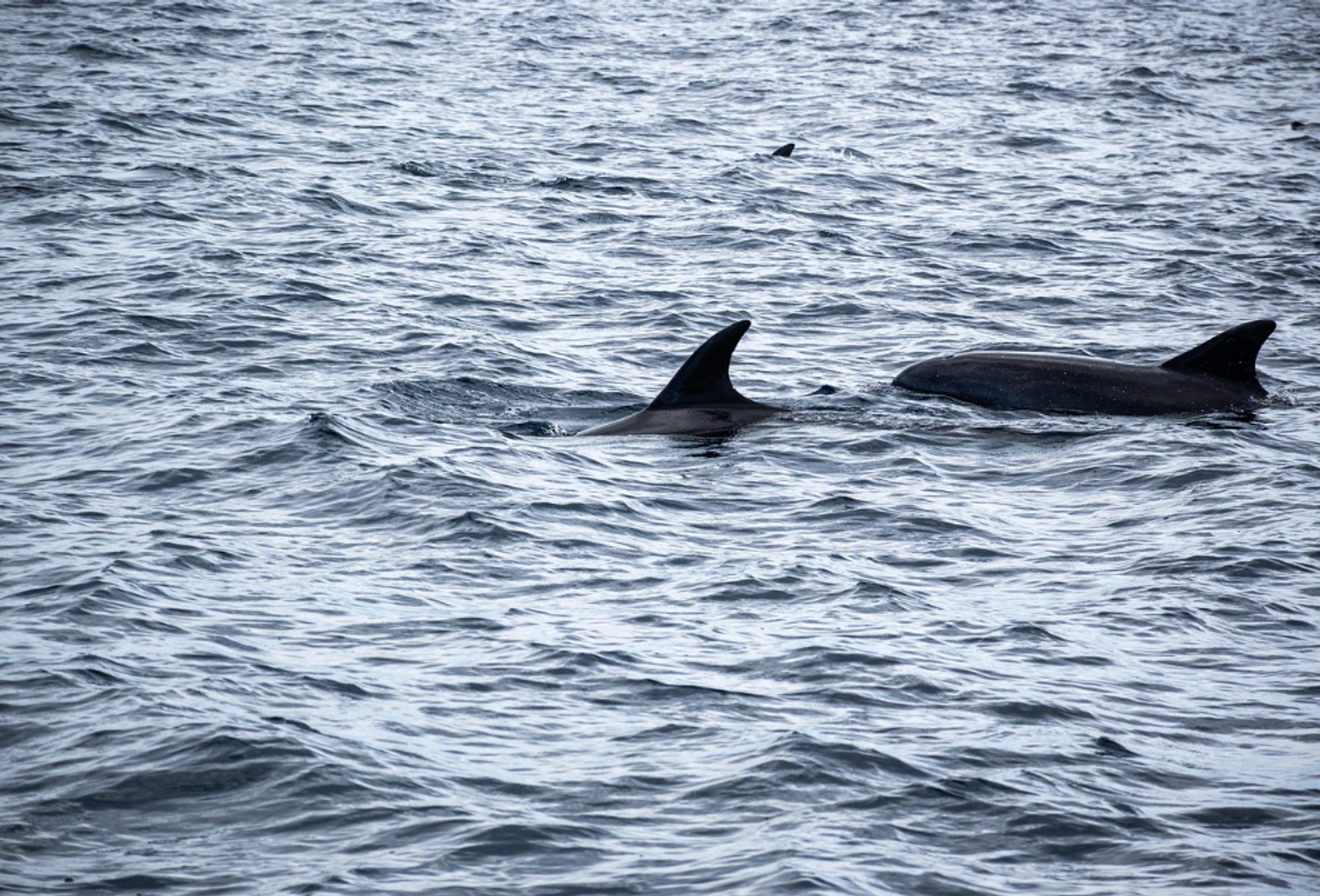 Marsvin og hvaler i Øresund