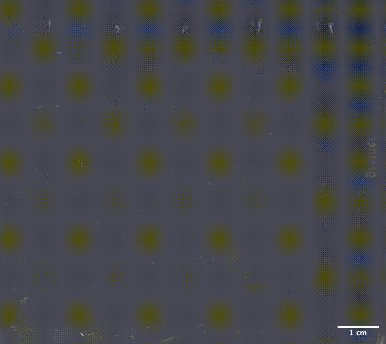 an animated gif of plant roots growing over time