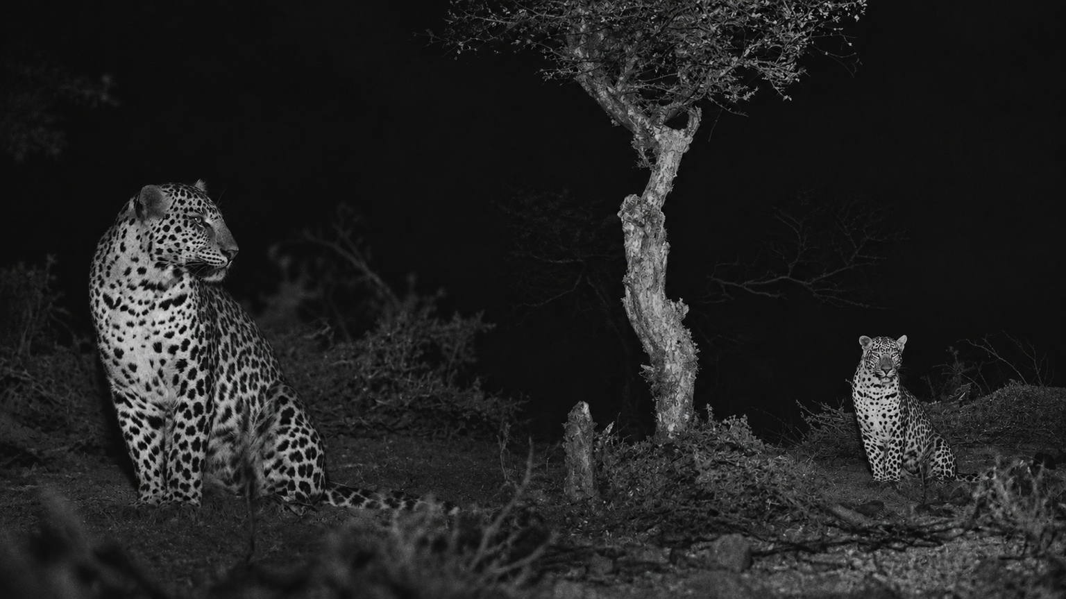 Night Safari