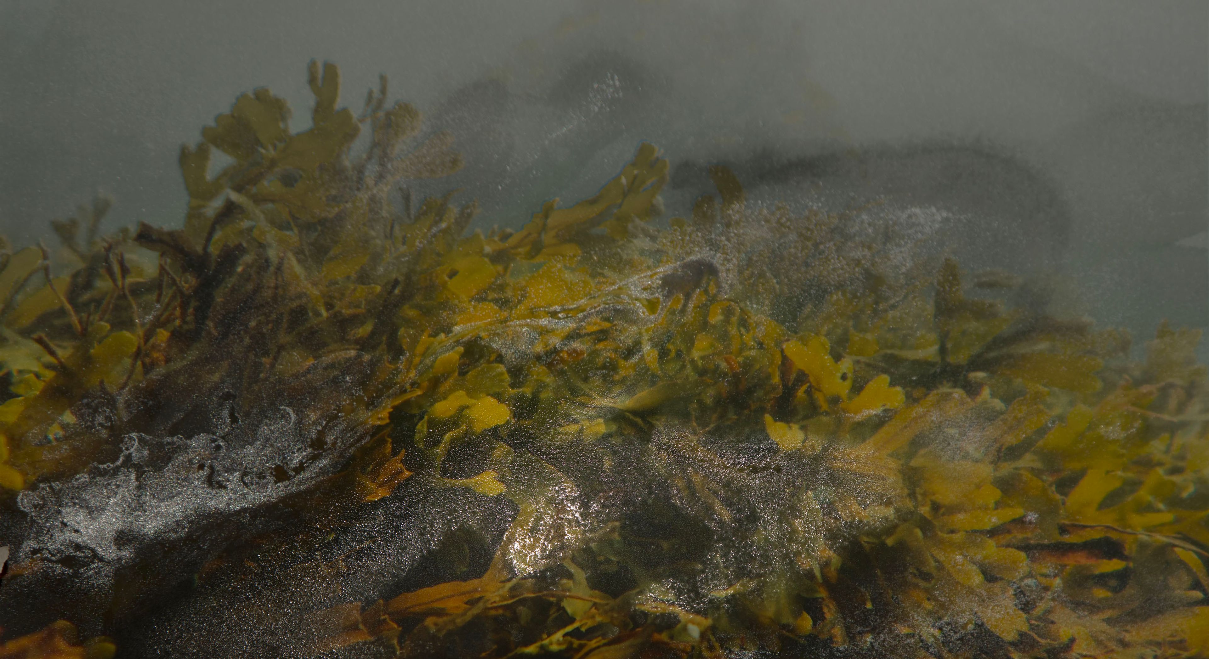 Alchimie des forêts d’algues - photosynthèse par le fucus vésiculeux, 2023 | Sarah Braeck