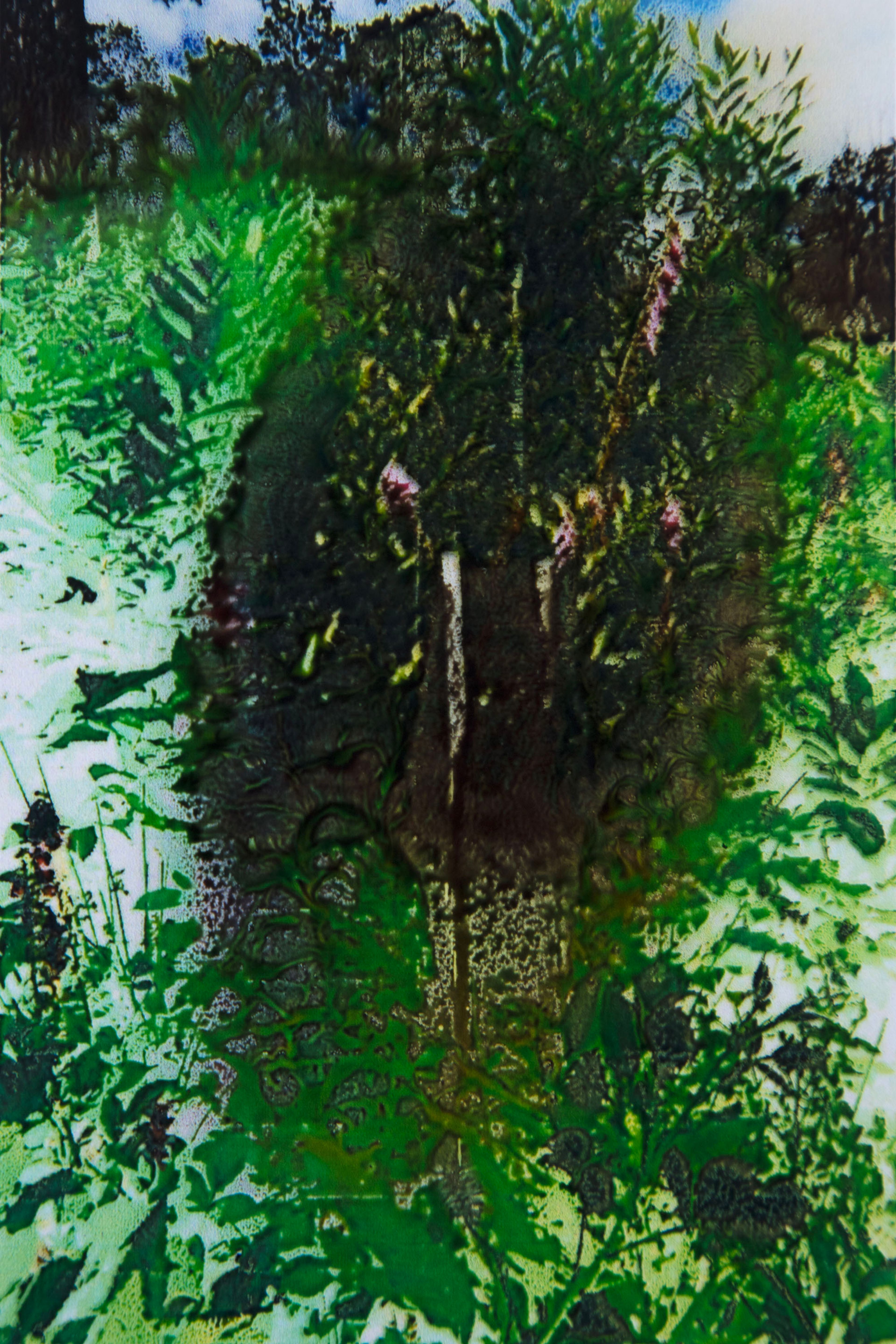 L'œil de la forêt  | Sarah Braeck