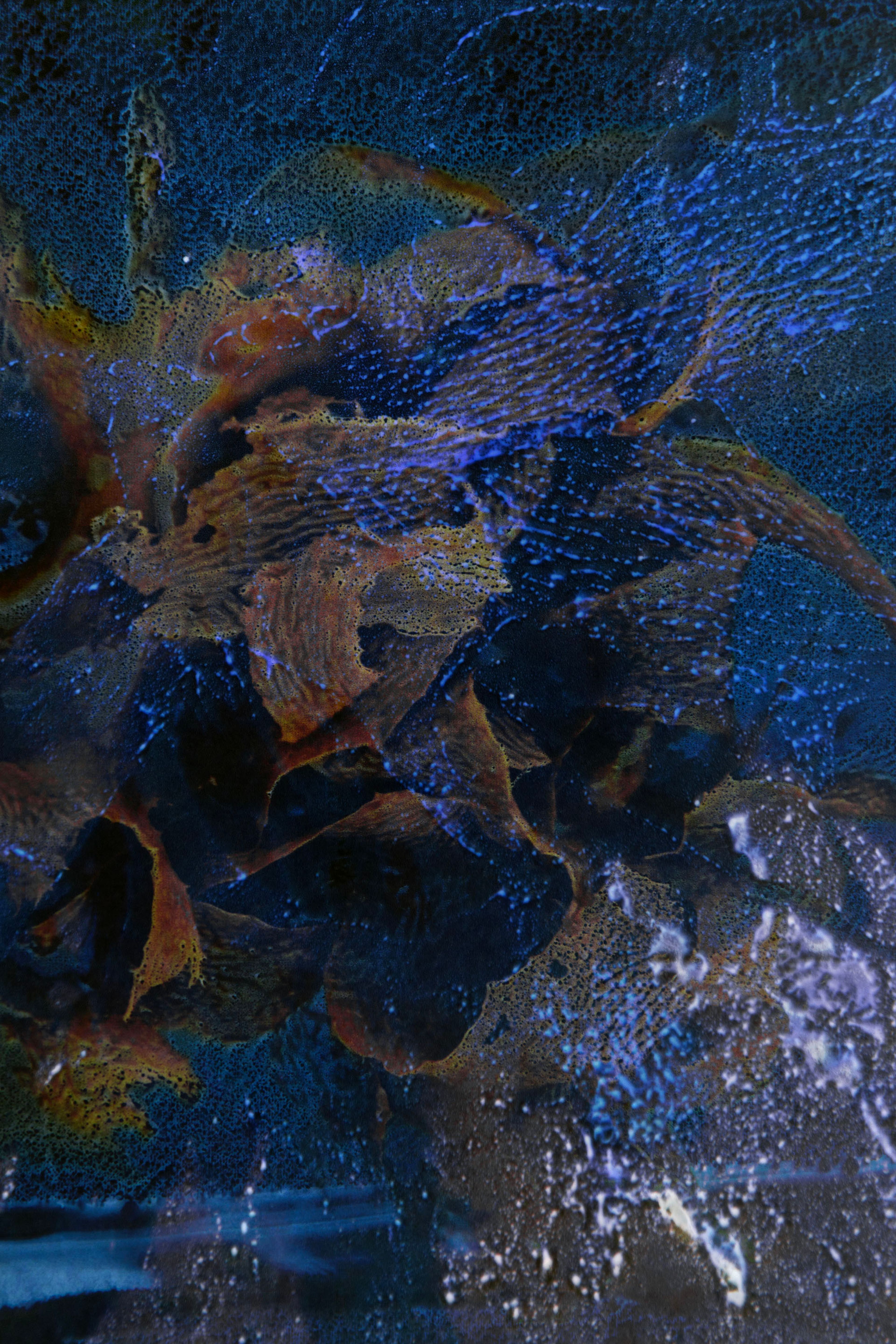 Atlas des algues - ecklonia radiata, mer de Tasman, 2023 | Sarah Braeck