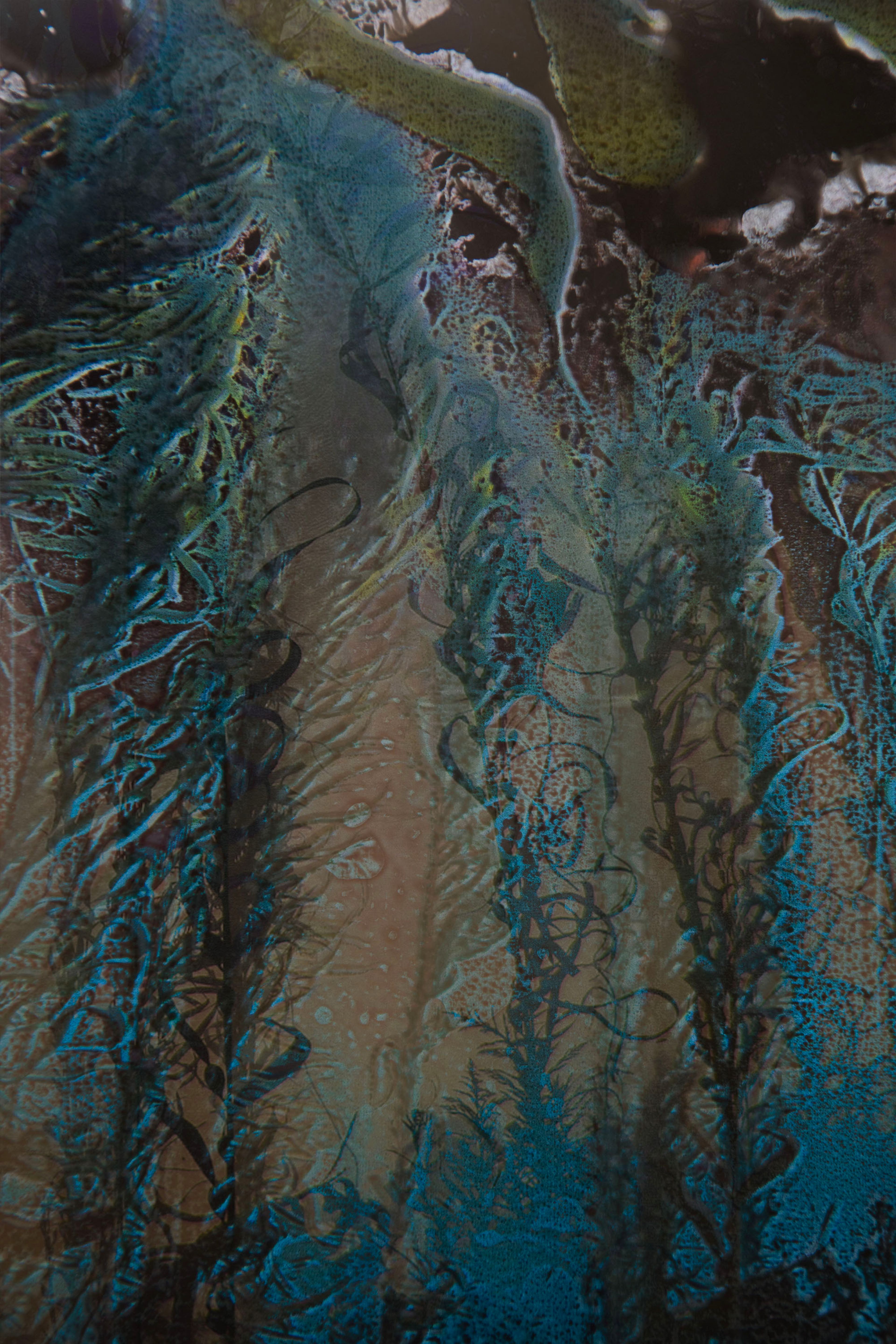 Atlas des algues - ecklonia maxima, océan Atlantique sud, 2023 | Sarah Braeck
