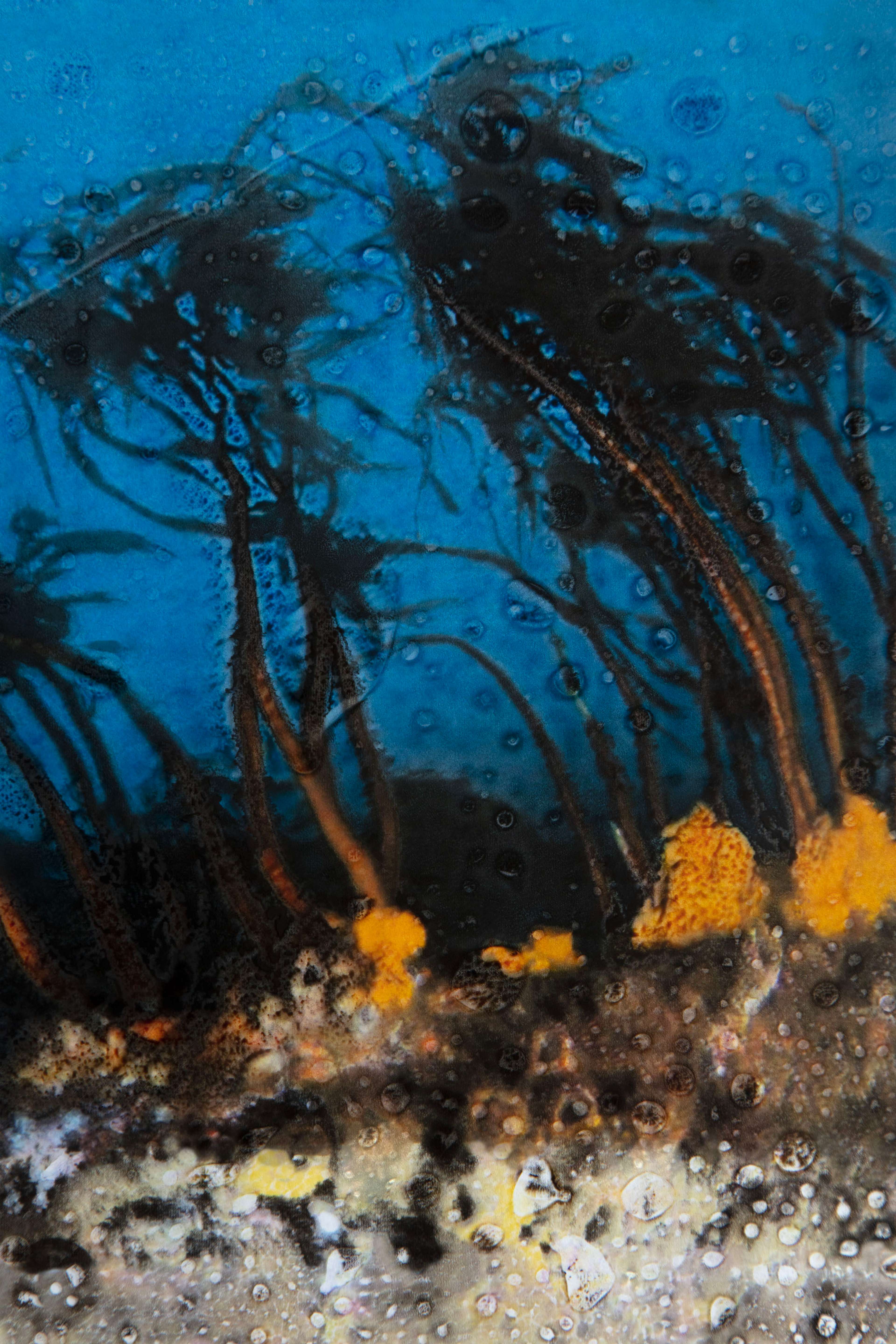 Atlas des algues - lessonia trabeculata, océan Pacifique sud, 2023 | Sarah Braeck
