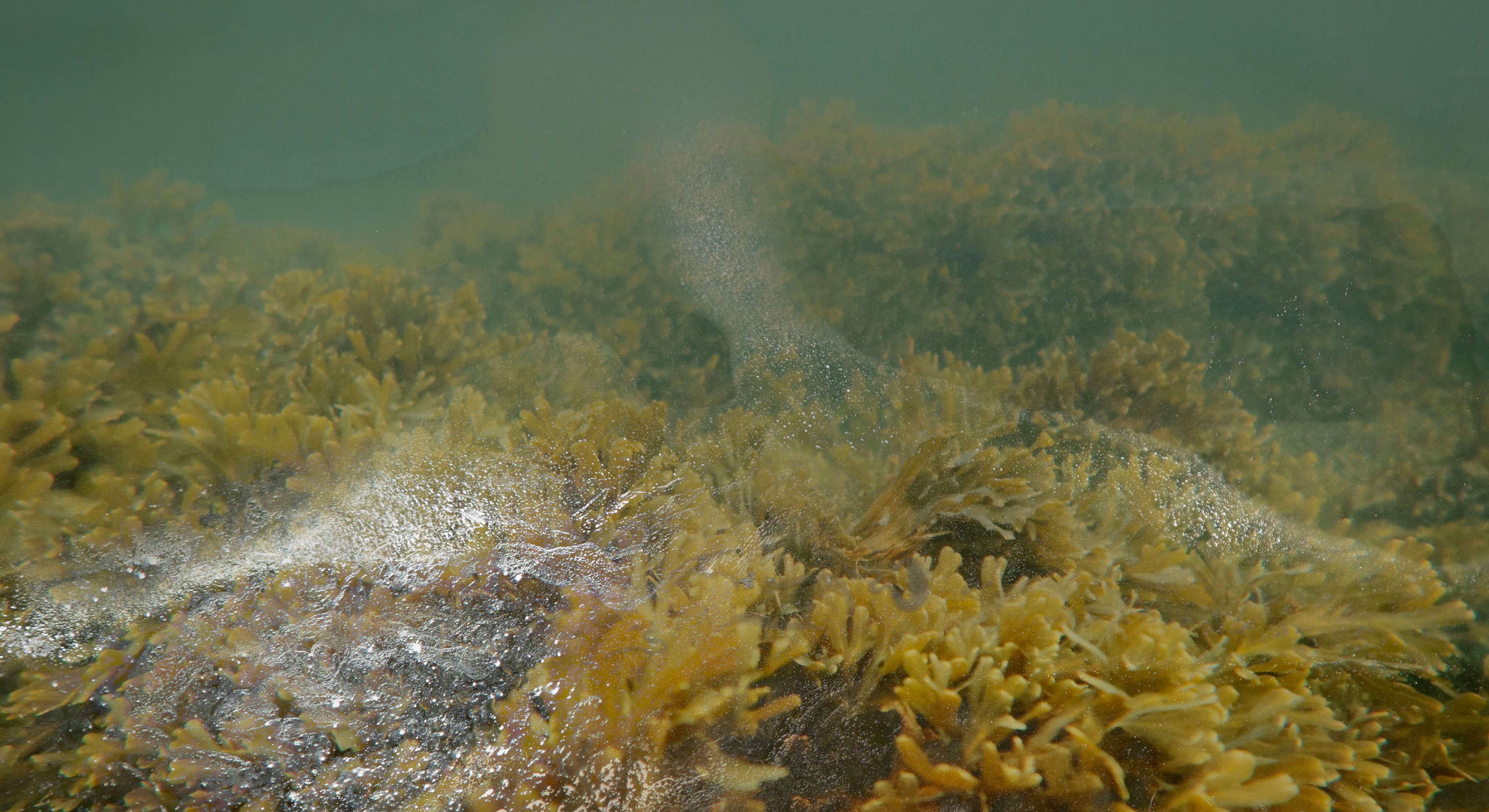 Alchimie des forêts d’algues - photosynthèse par le fucus vésiculeux, 2023 | Sarah Braeck