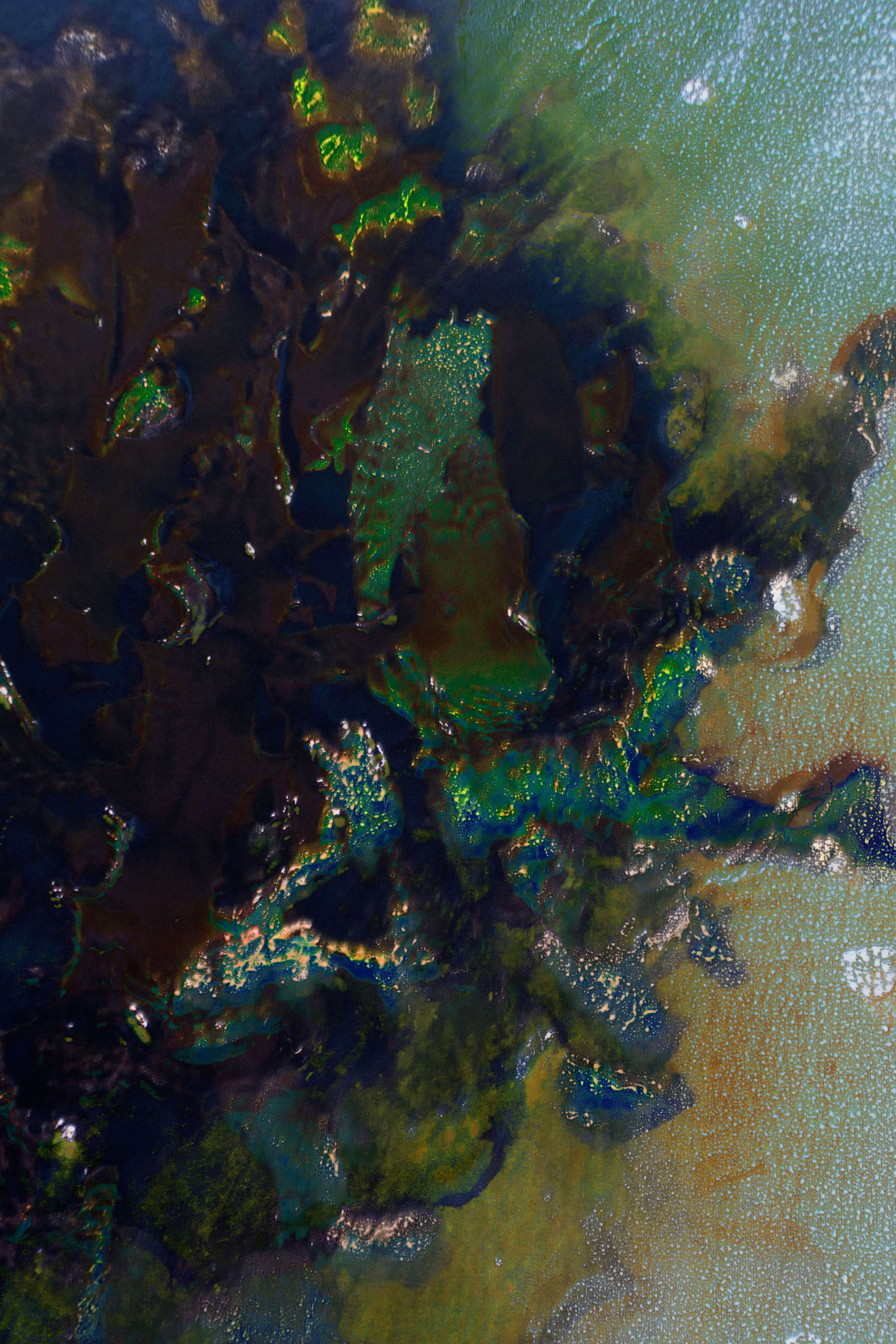 Atlas des algues - ecklonia radiata, mer de Tasman, 2023 | Sarah Braeck