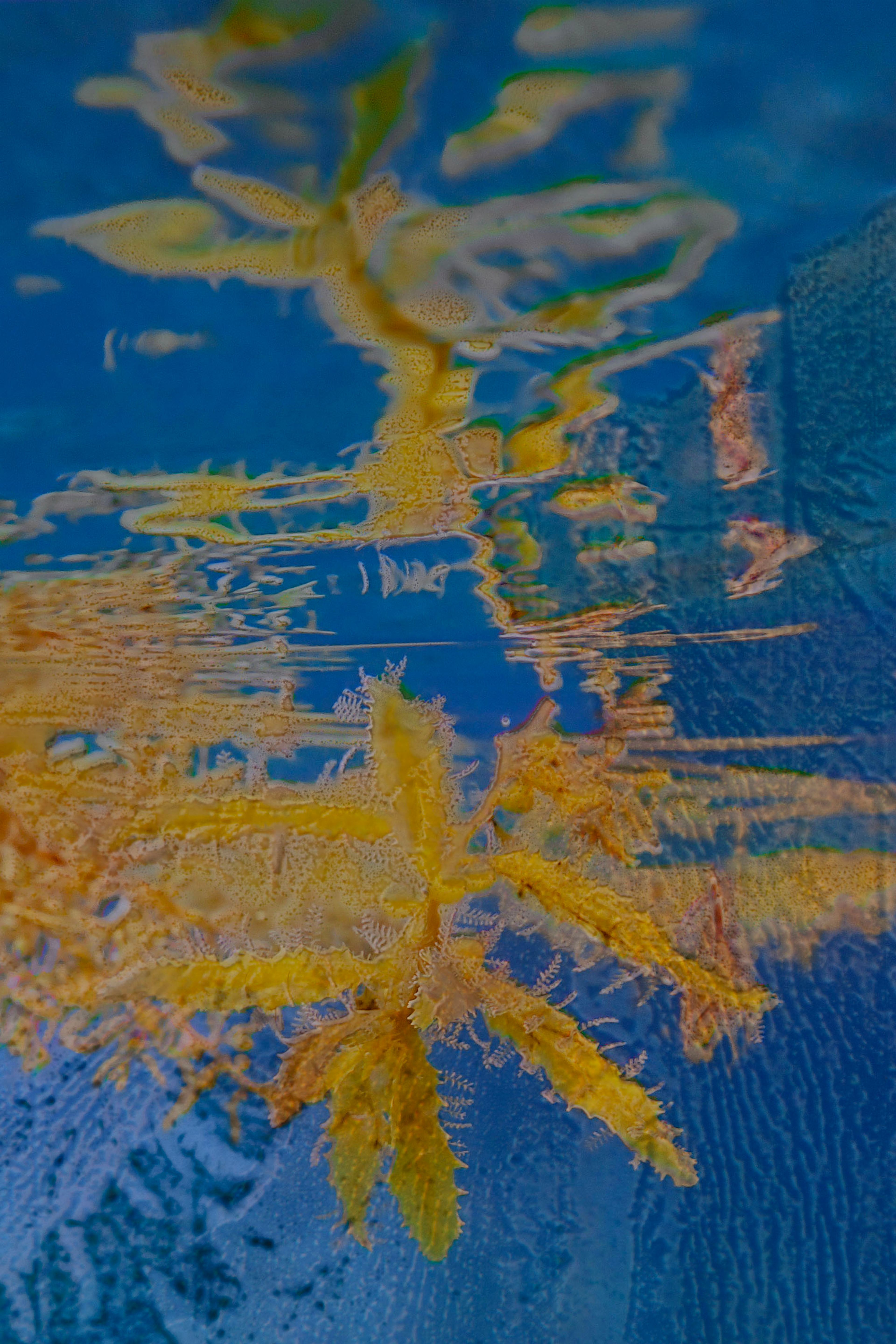 Atlas des algues - sargassum fluitans, mer des Caraïbes, 2023 | Sarah Braeck