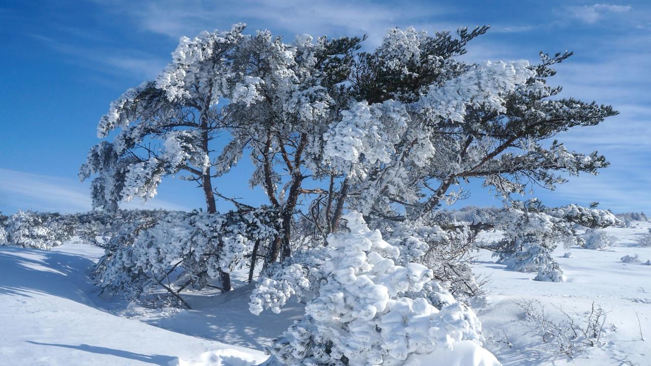 A tree encased in rime ice on Hallasan's snow-covered high plateau