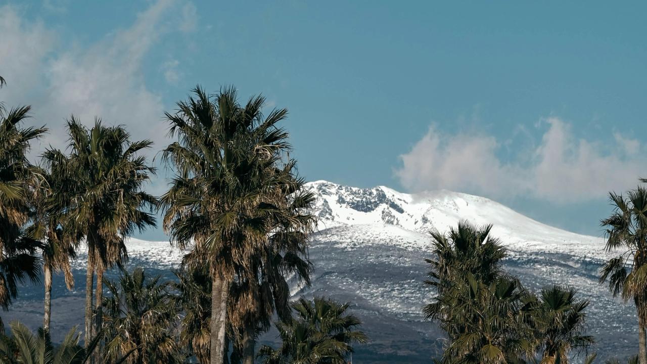 Snow-capped Hallasan rising beyond palm trees on Jeju's lowlands in winter
