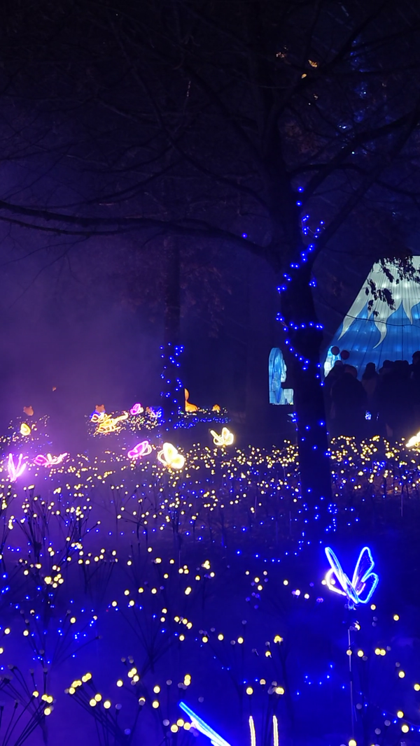 Japan in Lights 2025