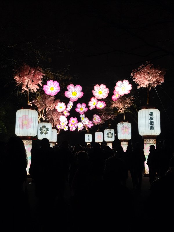 Japan in Lights 2025