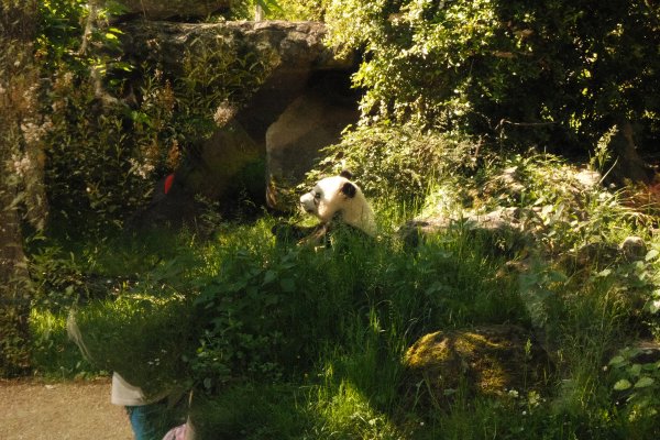 First photofilm