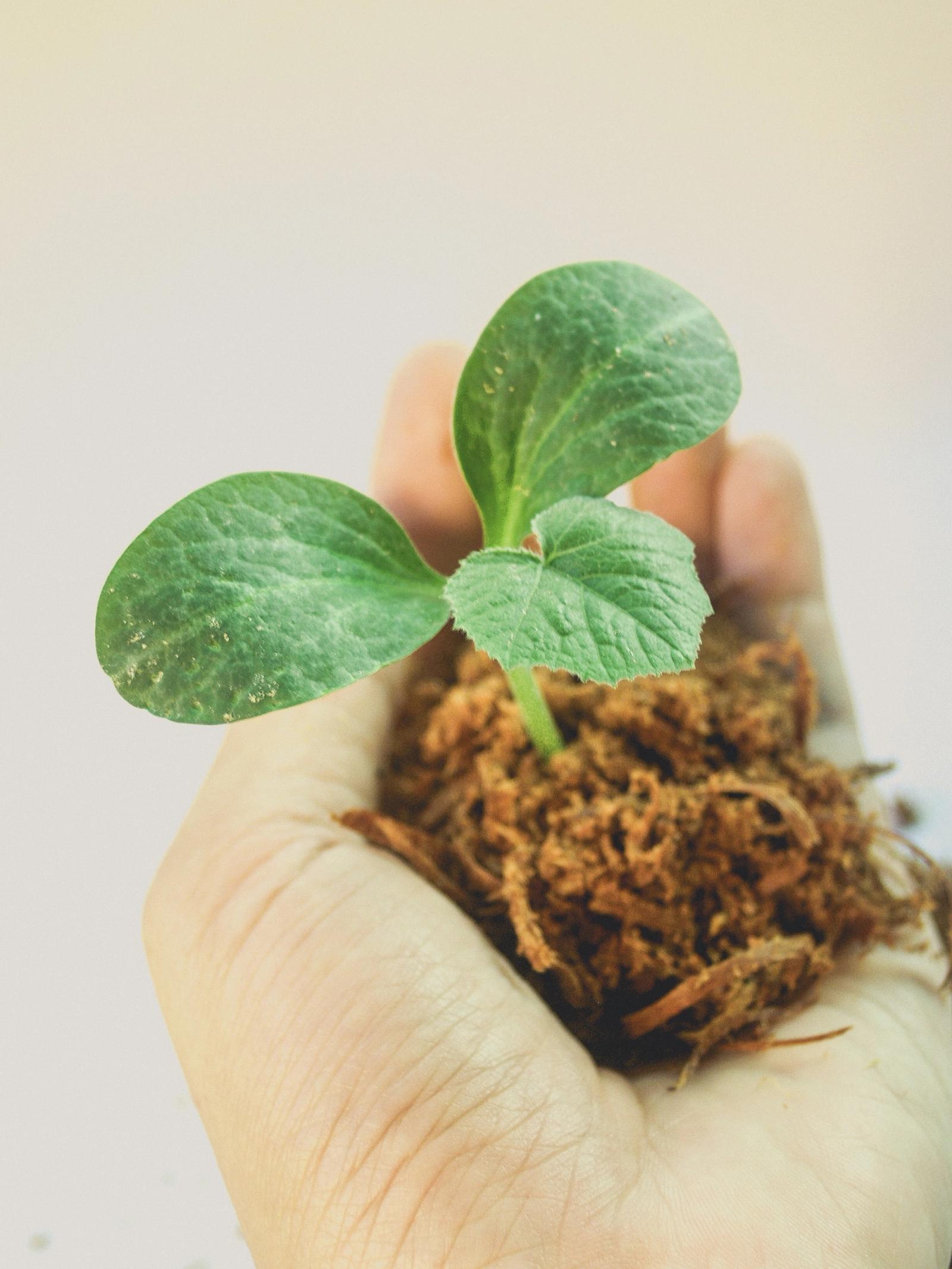 Image of plant growing in a hand