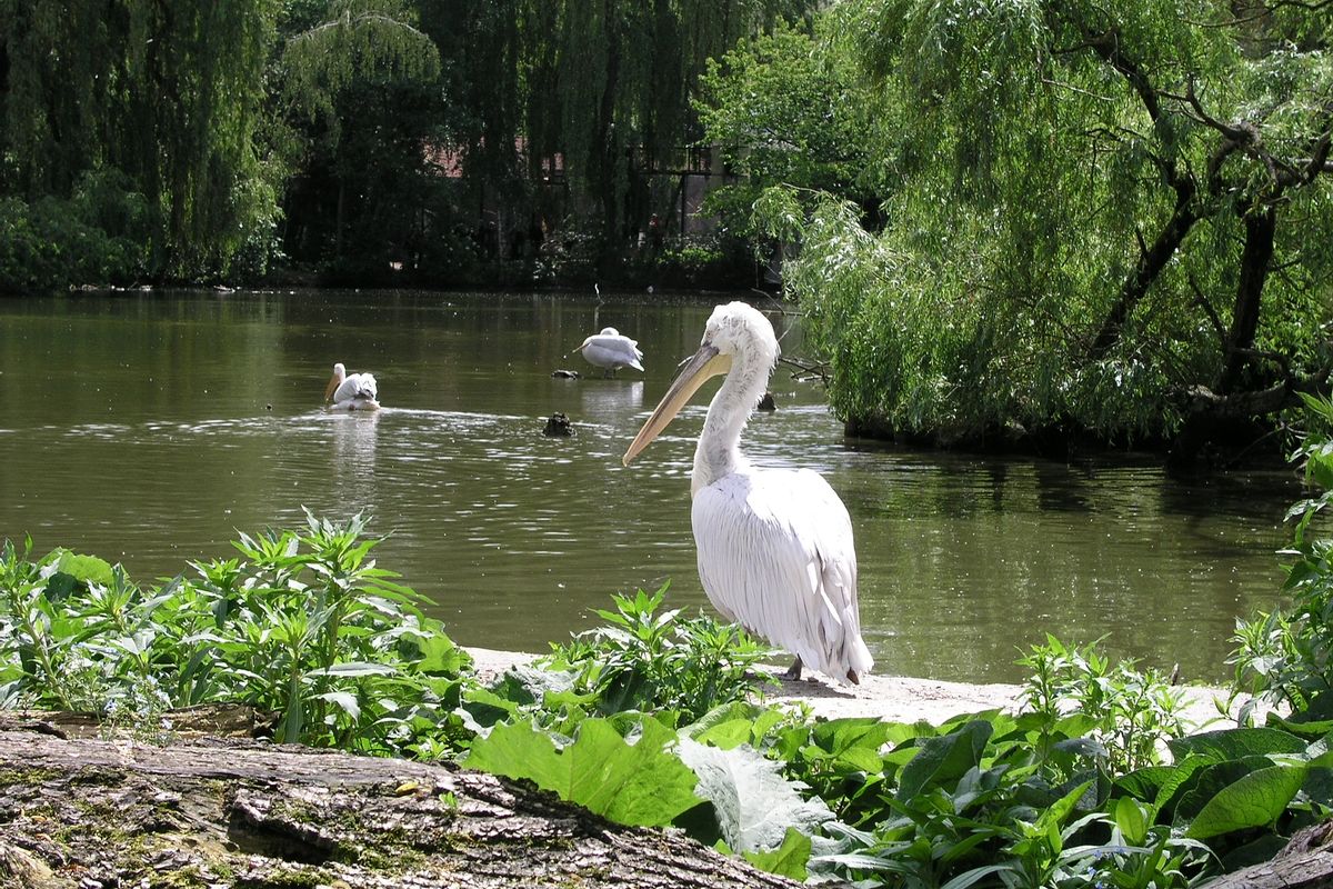 Zoo Schmiding