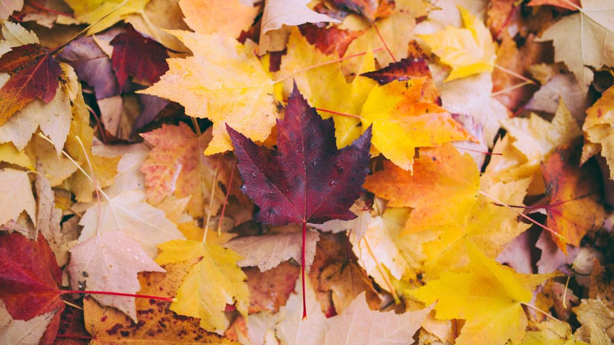 Prime Fall Colors and Off Season Specials