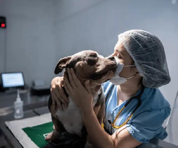 ¿Qué debo buscar en un software para veterinarias?